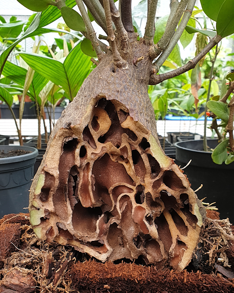 Hydnophytum moseleyanum