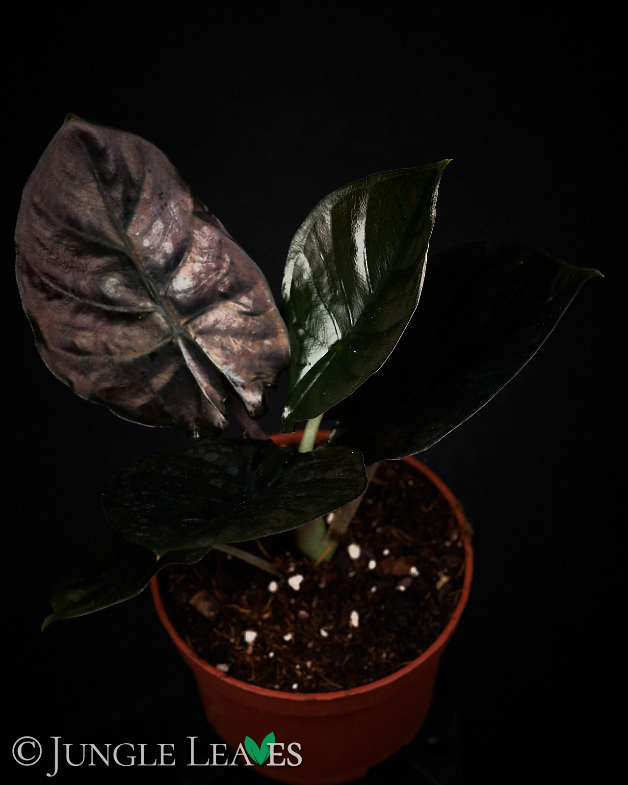 Alocasia infernalis – Bild 5