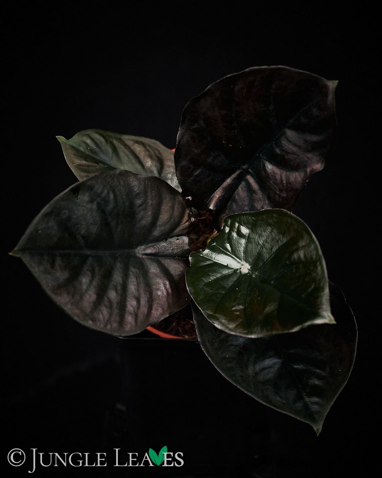 Alocasia infernalis – Bild 2