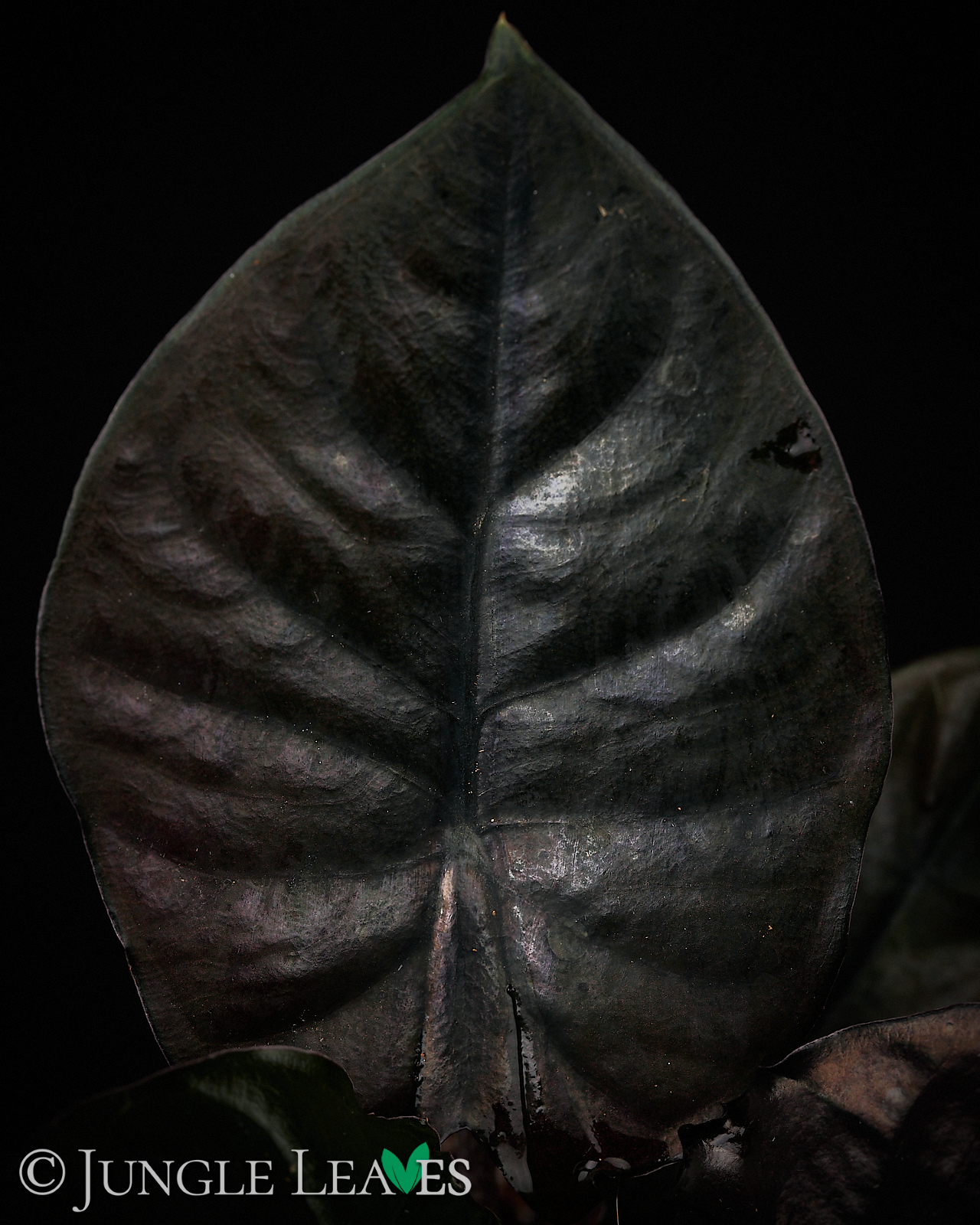 Alocasia infernalis
