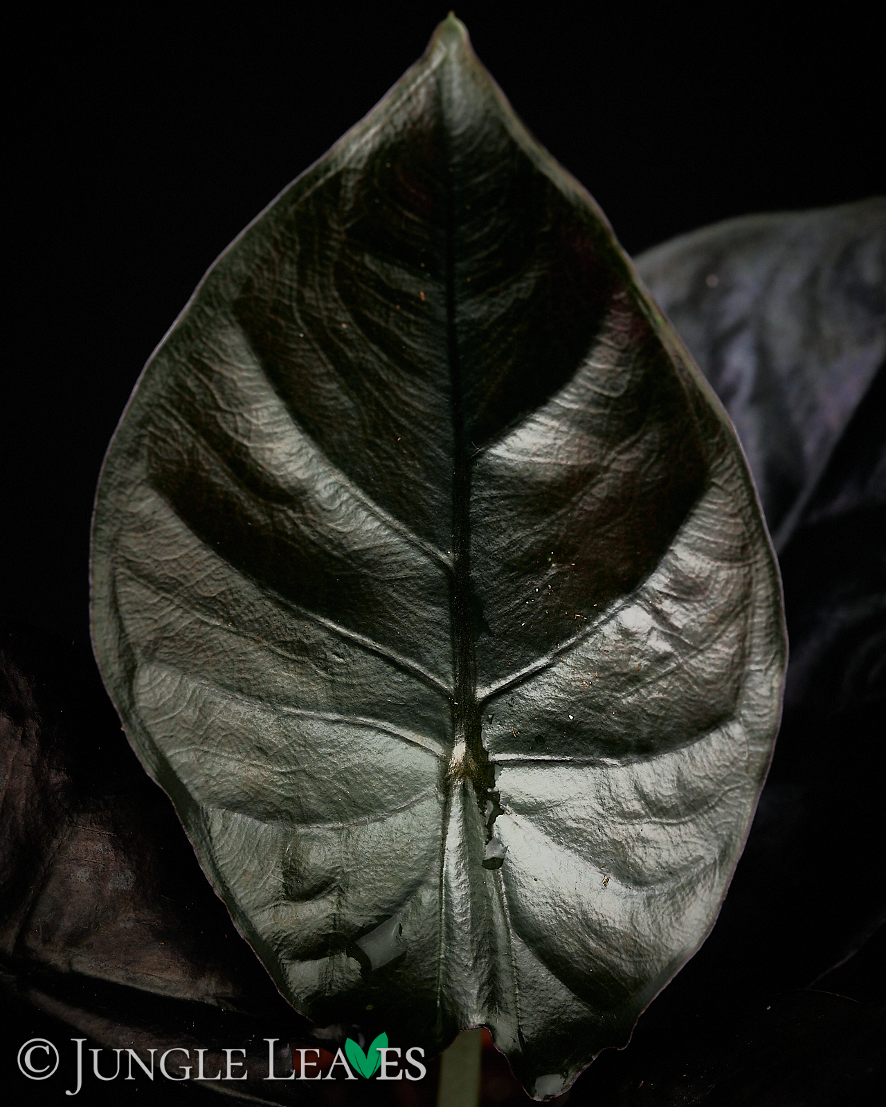 Alocasia infernalis – Bild 3