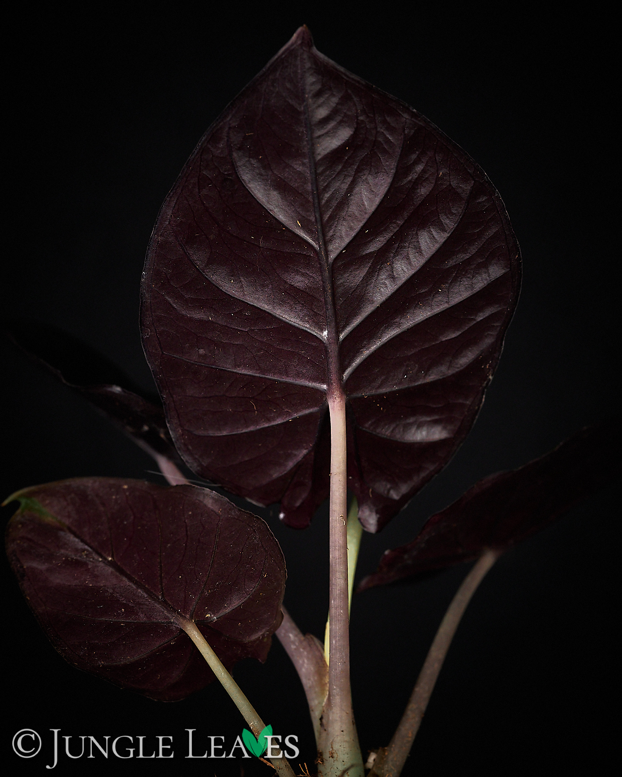 Alocasia infernalis – Bild 4