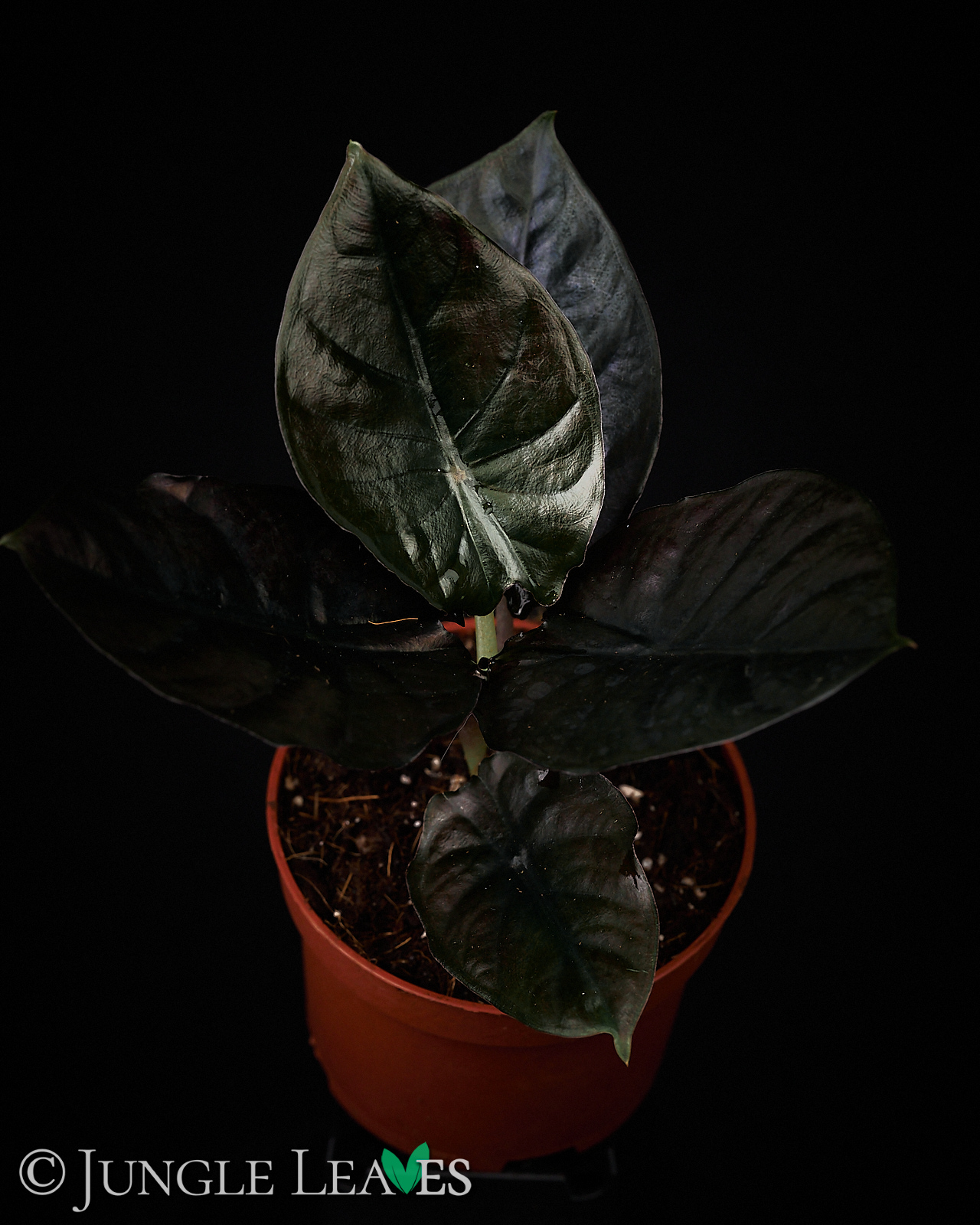Alocasia infernalis – Bild 6