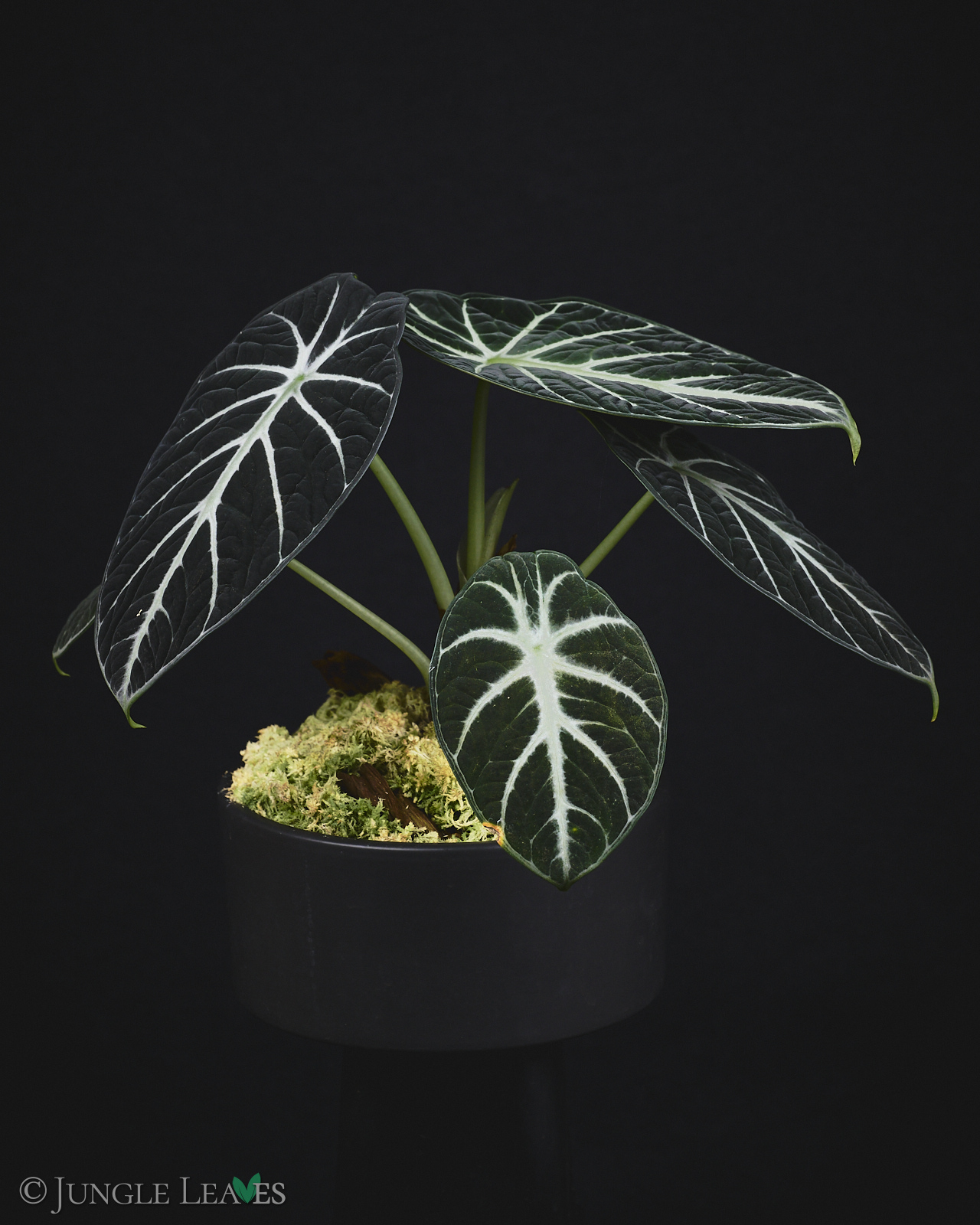 Alocasia reginula ‚Black Velvet‘ – Bild 3