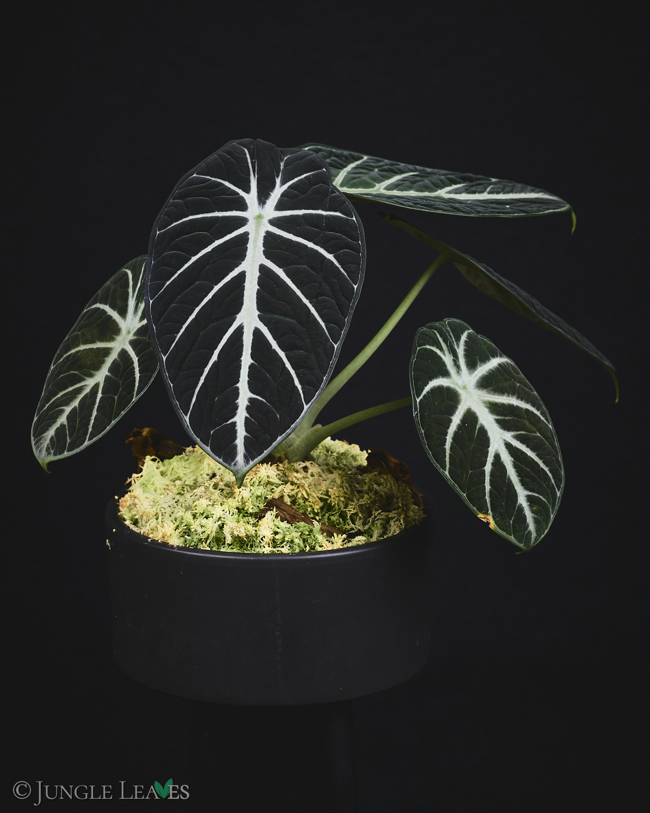 Alocasia reginula ‚Black Velvet‘ – Bild 4