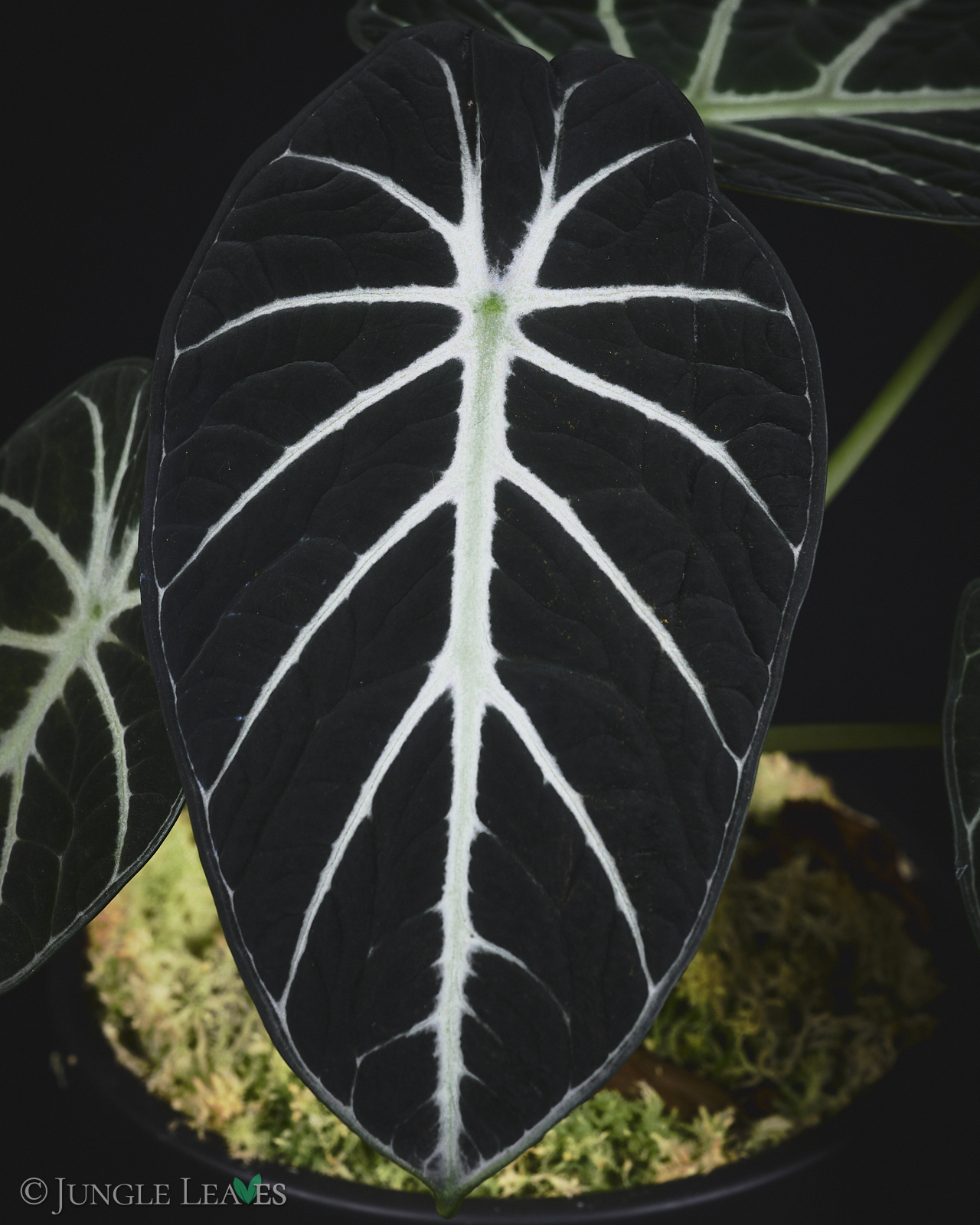 Alocasia reginula ‚Black Velvet‘ – Bild 2