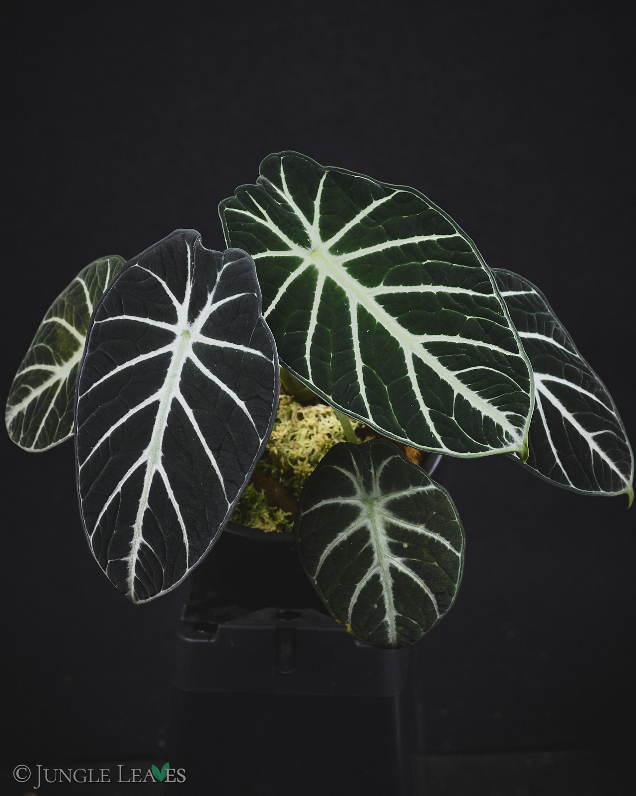 Alocasia reginula ‚Black Velvet‘