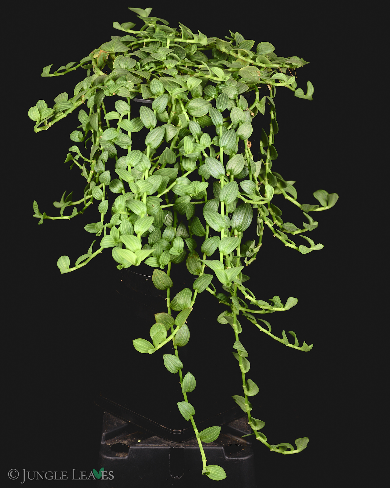 Aneilema zebrinum – Bild 2