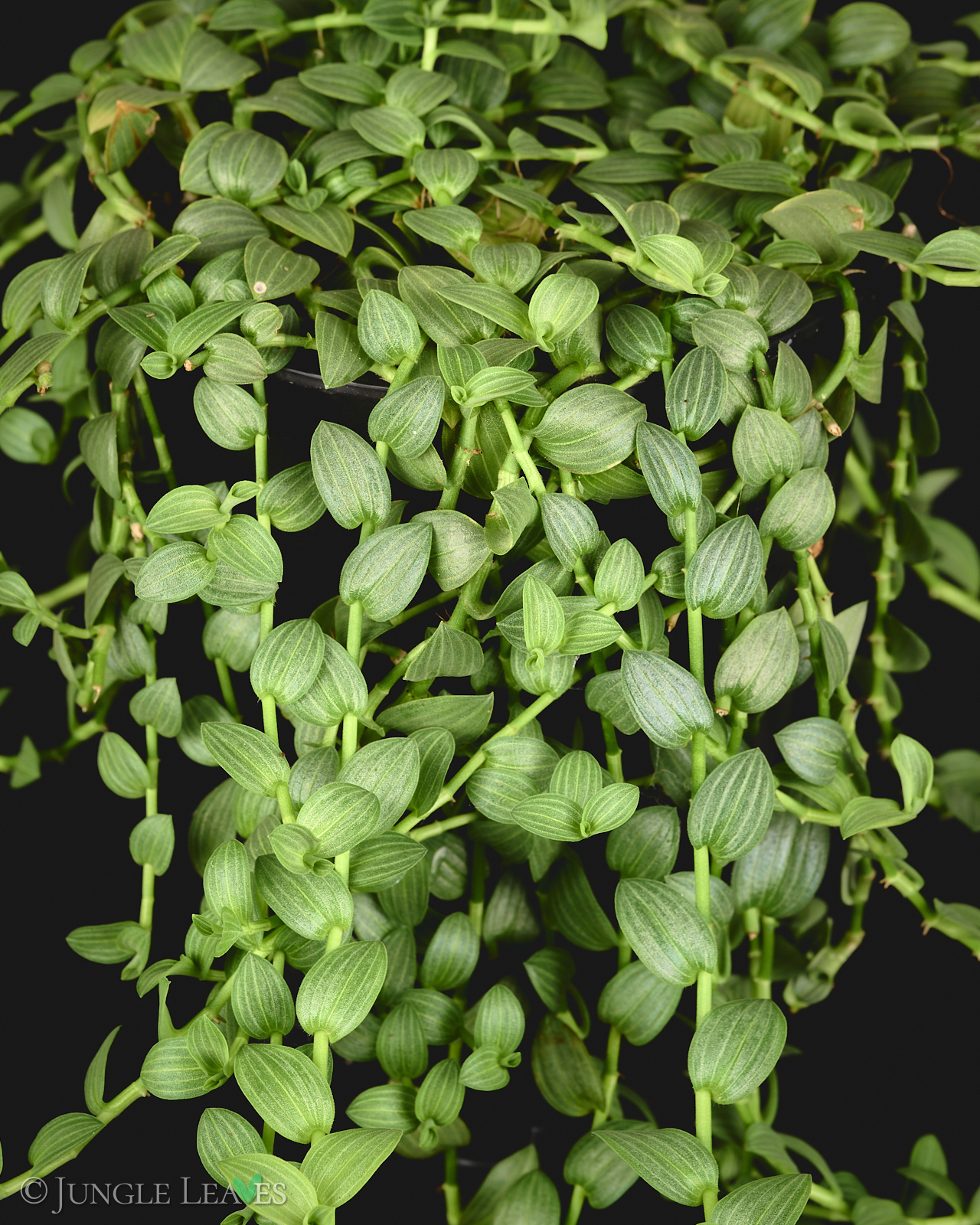 Aneilema zebrinum – Bild 3