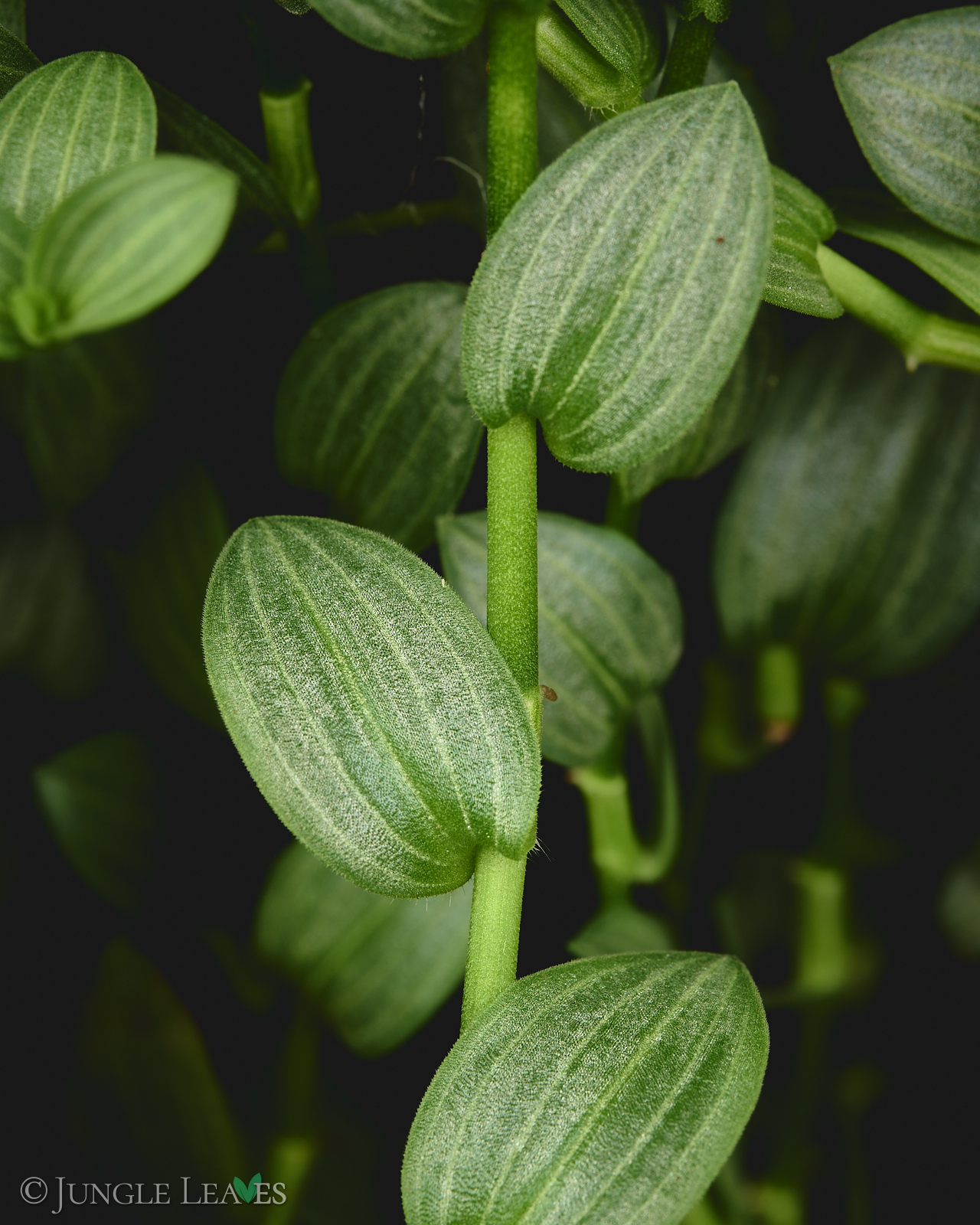 Aneilema zebrinum – Bild 4