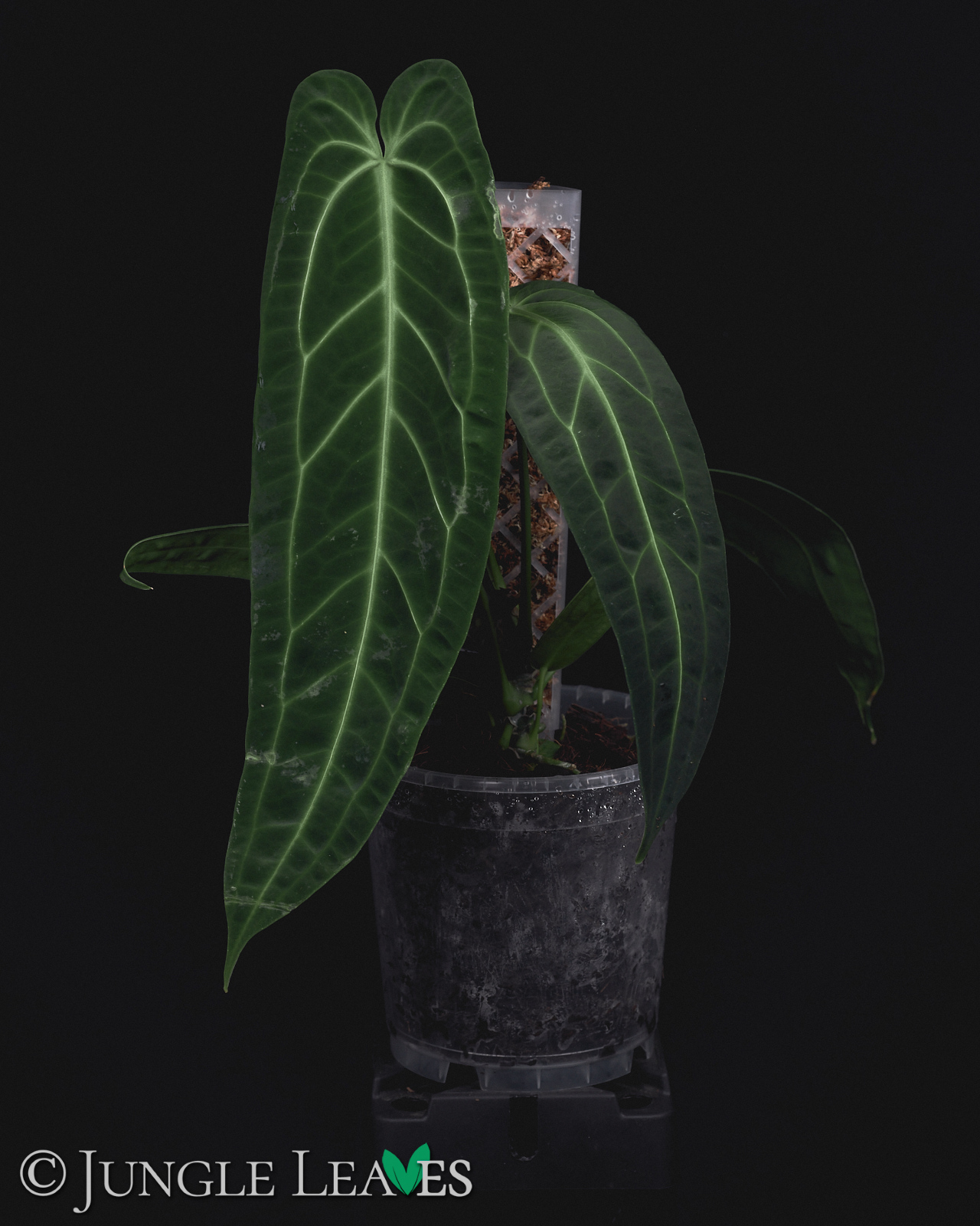 Anthurium warocqueanum – Bild 3