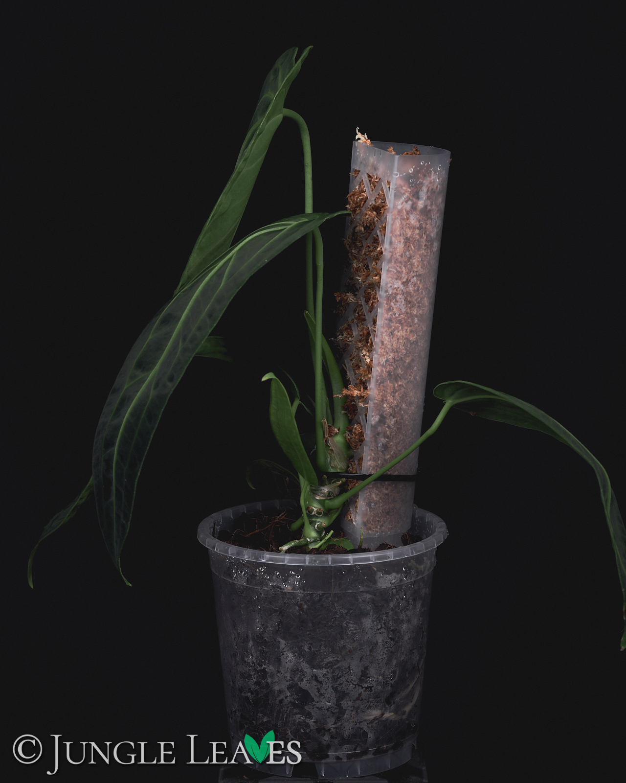 Anthurium warocqueanum – Bild 4