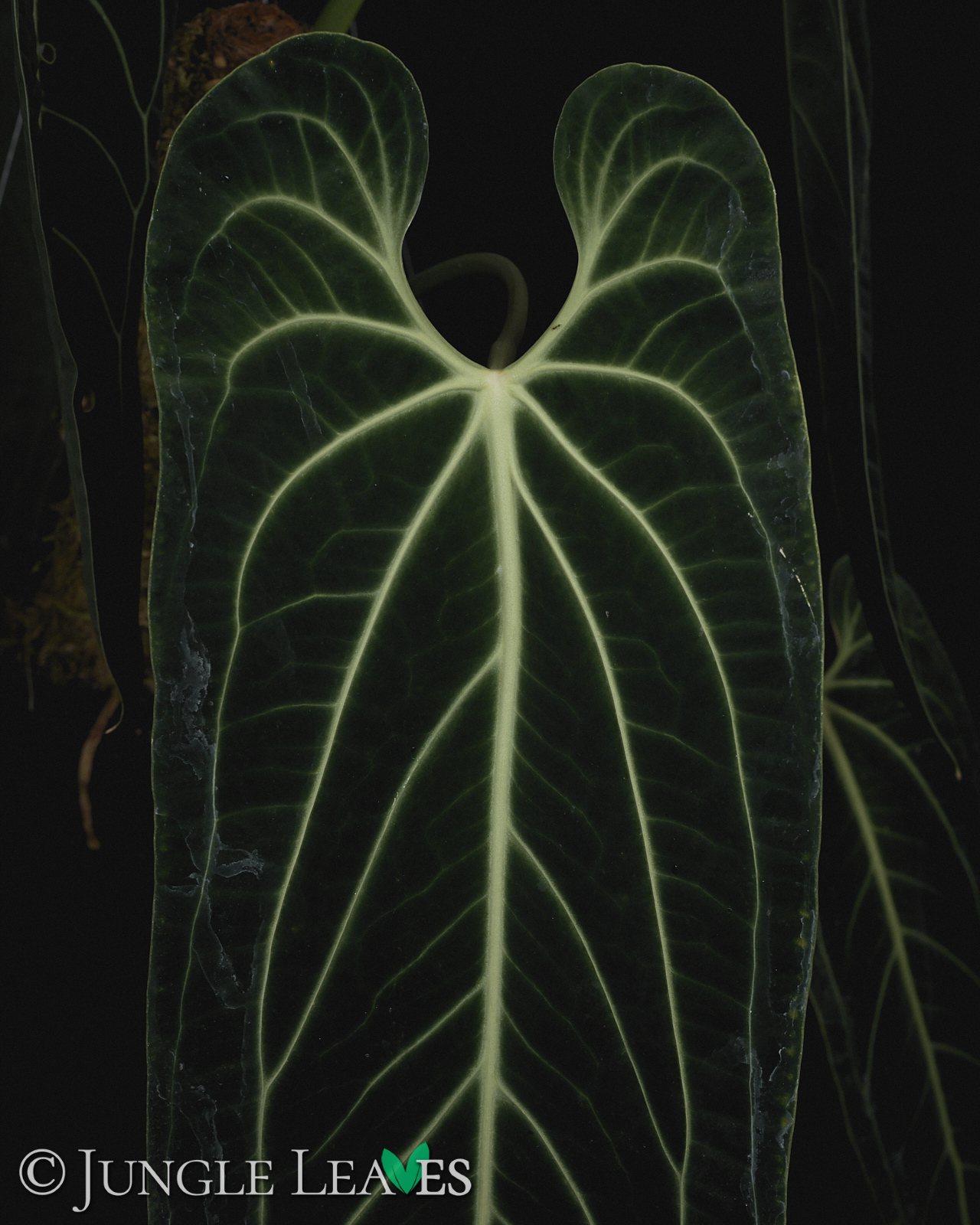 Anthurium warocqueanum – Bild 2