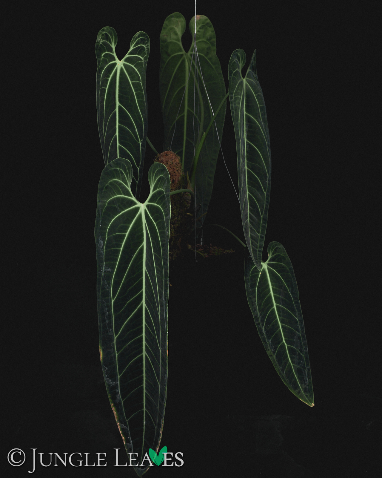 Anthurium warocqueanum