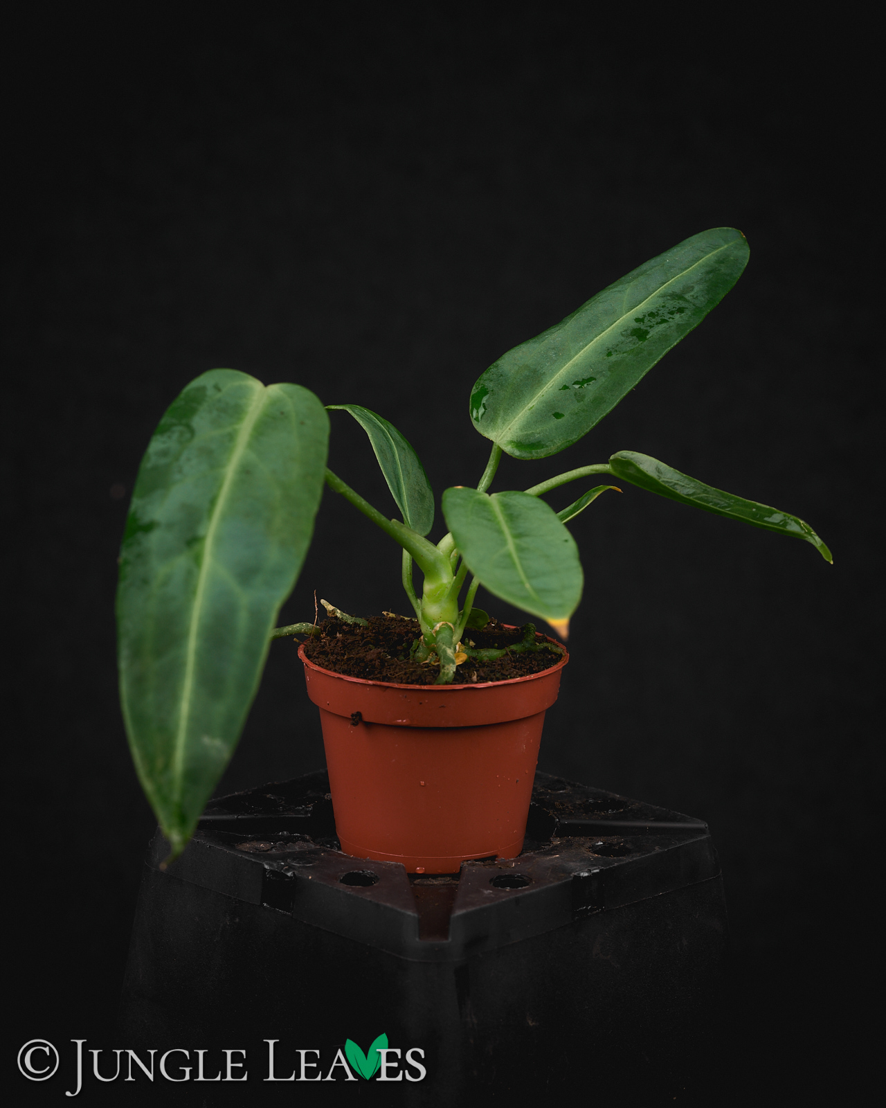 Anthurium warocqueanum – Bild 5