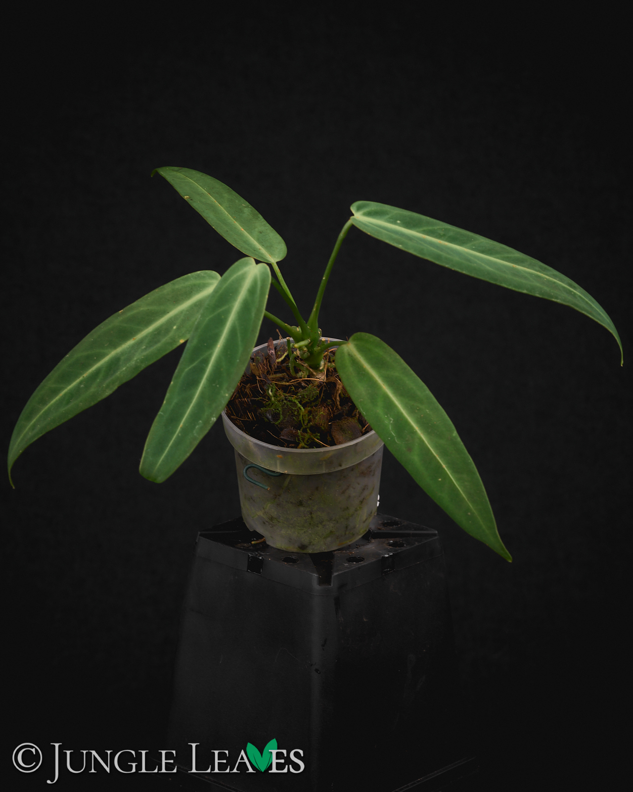 Anthurium warocqueanum – Bild 6