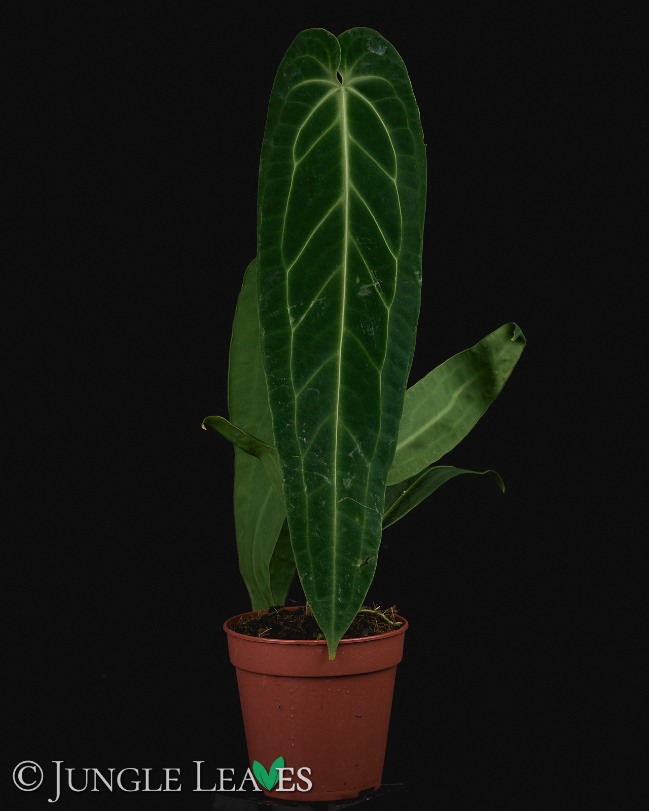 Anthurium warocqueanum – Bild 7