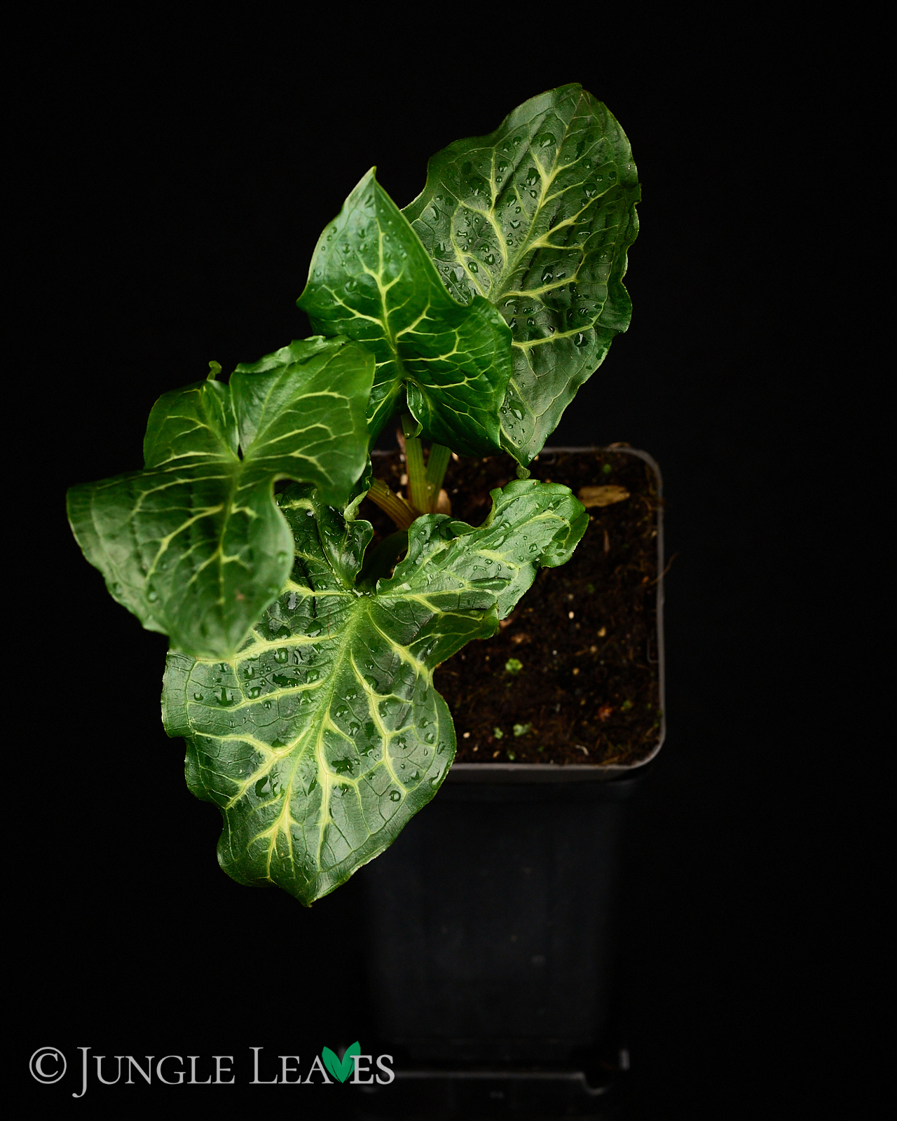 Arum italicum (Italienischer Aronstab)