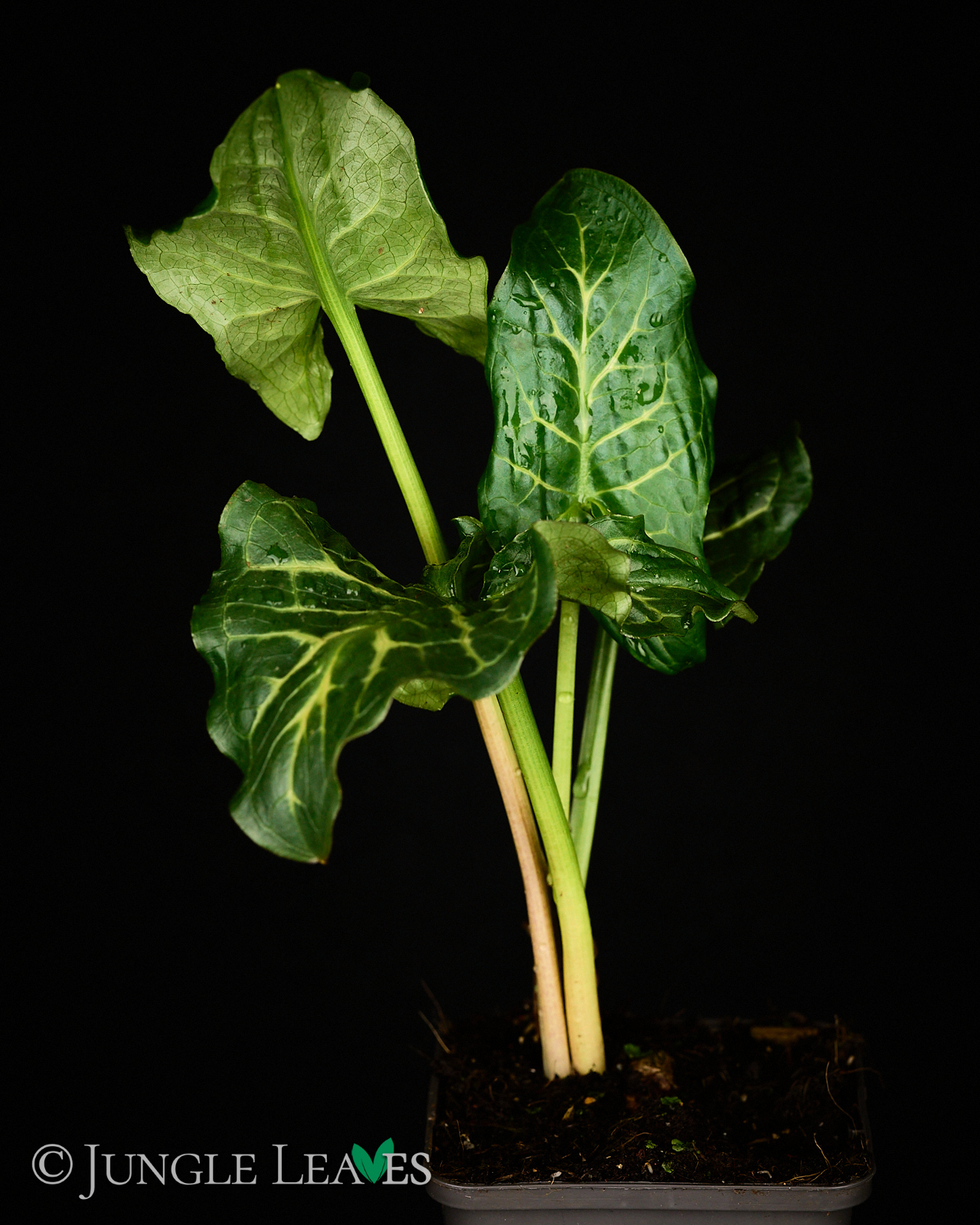 Arum italicum (Italienischer Aronstab) – Bild 4