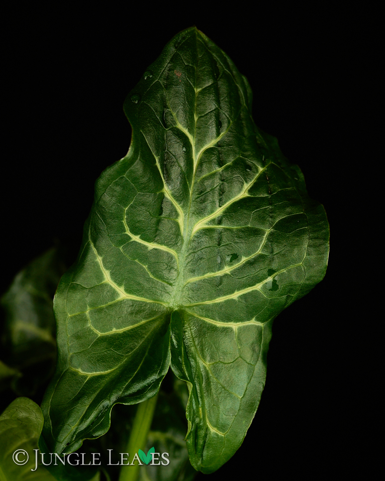 Arum italicum (Italienischer Aronstab) – Bild 3