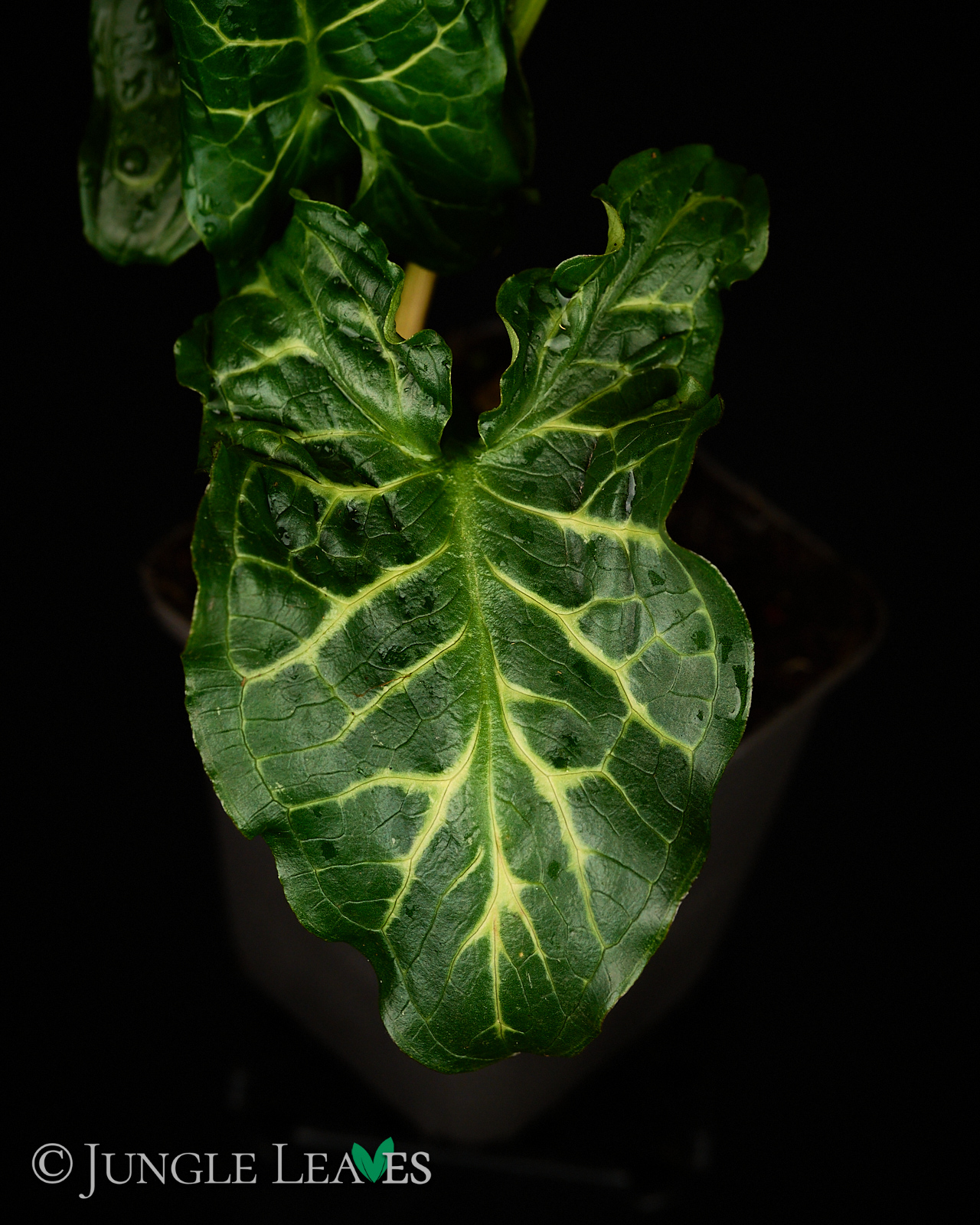 Arum italicum (Italienischer Aronstab) – Bild 2