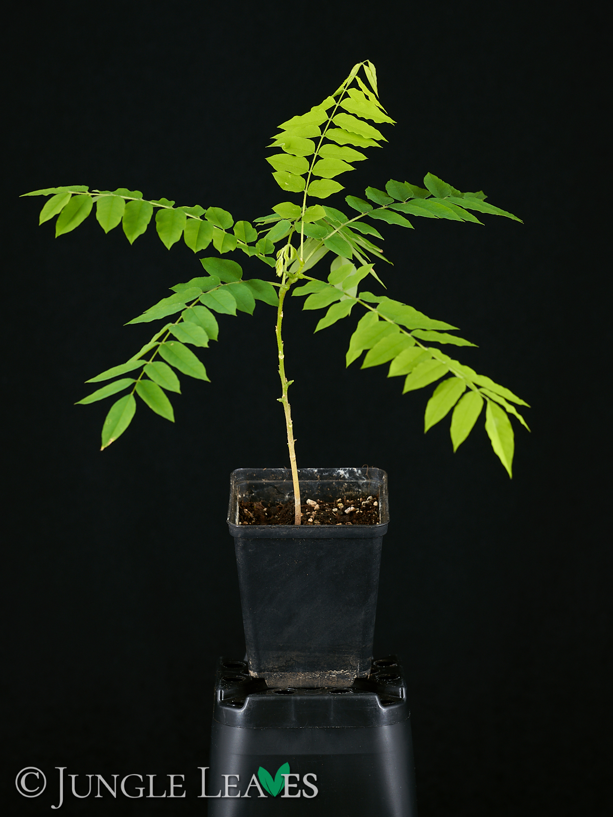 Averrhoa bilimbi (Gurkenbaum) – Bild 2