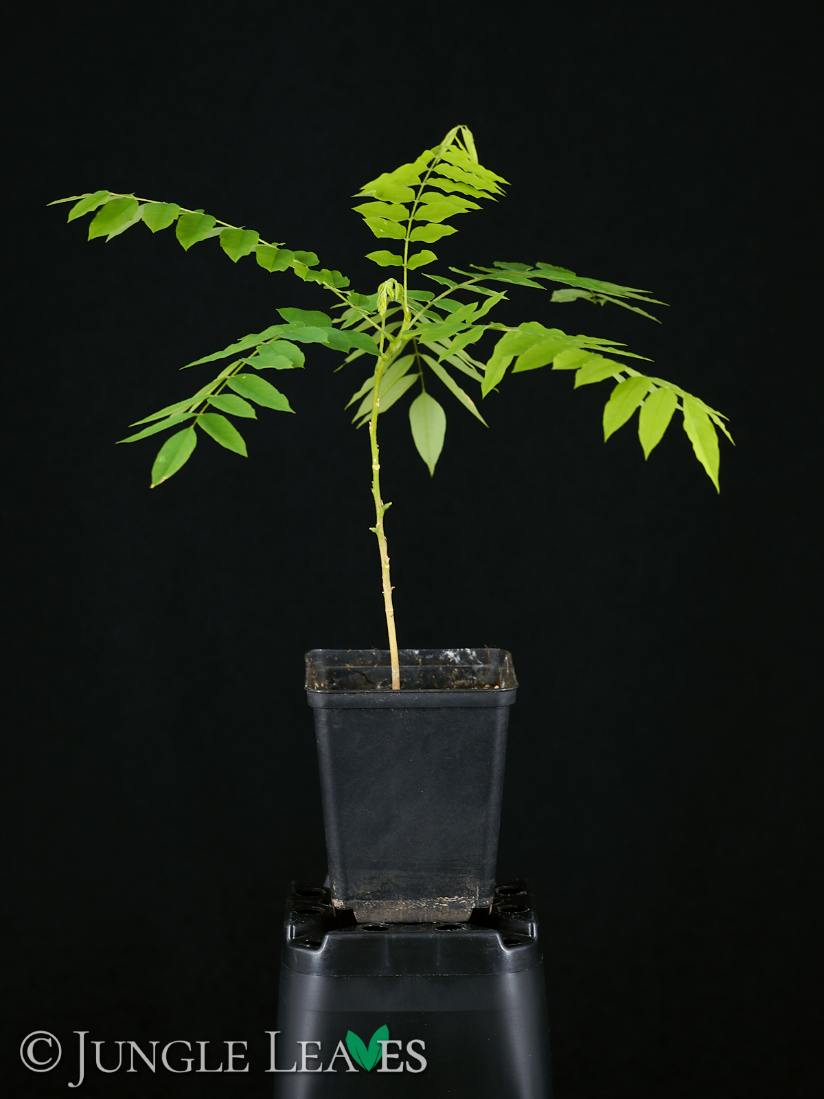 Averrhoa bilimbi (Gurkenbaum) – Bild 5