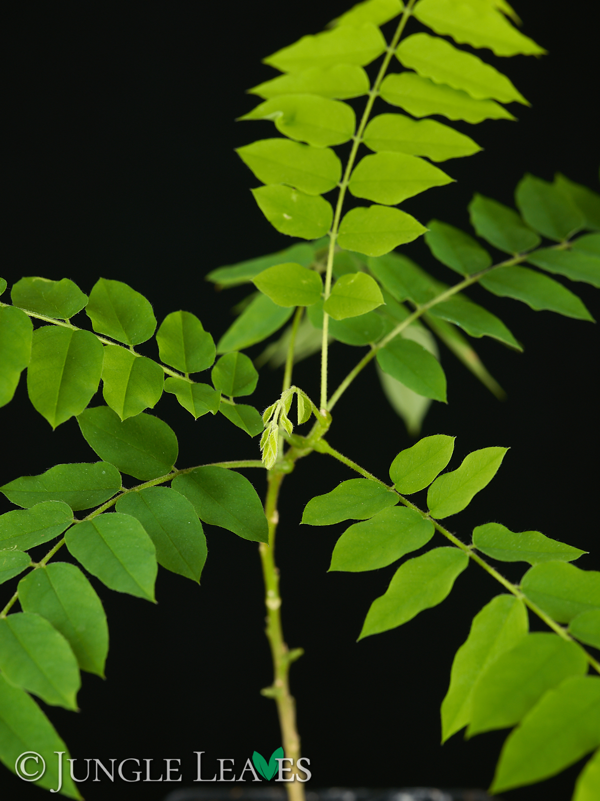 Averrhoa bilimbi (Gurkenbaum) – Bild 4