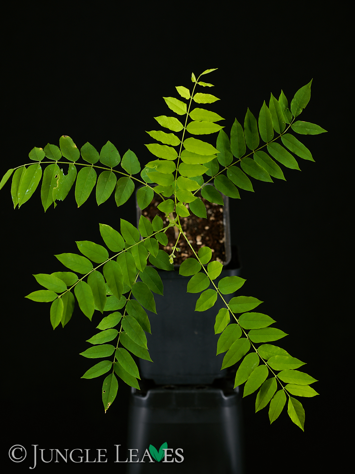 Averrhoa bilimbi (Gurkenbaum) – Bild 3