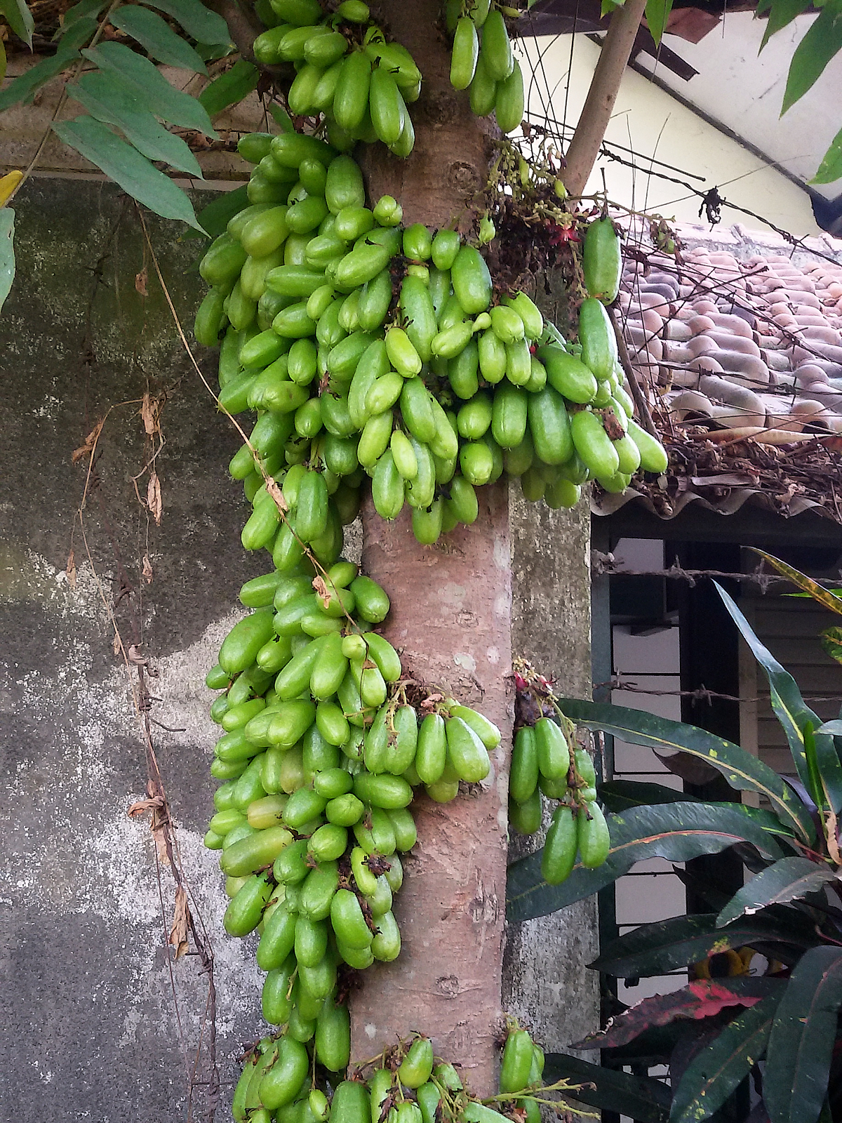 Averrhoa bilimbi (Gurkenbaum)