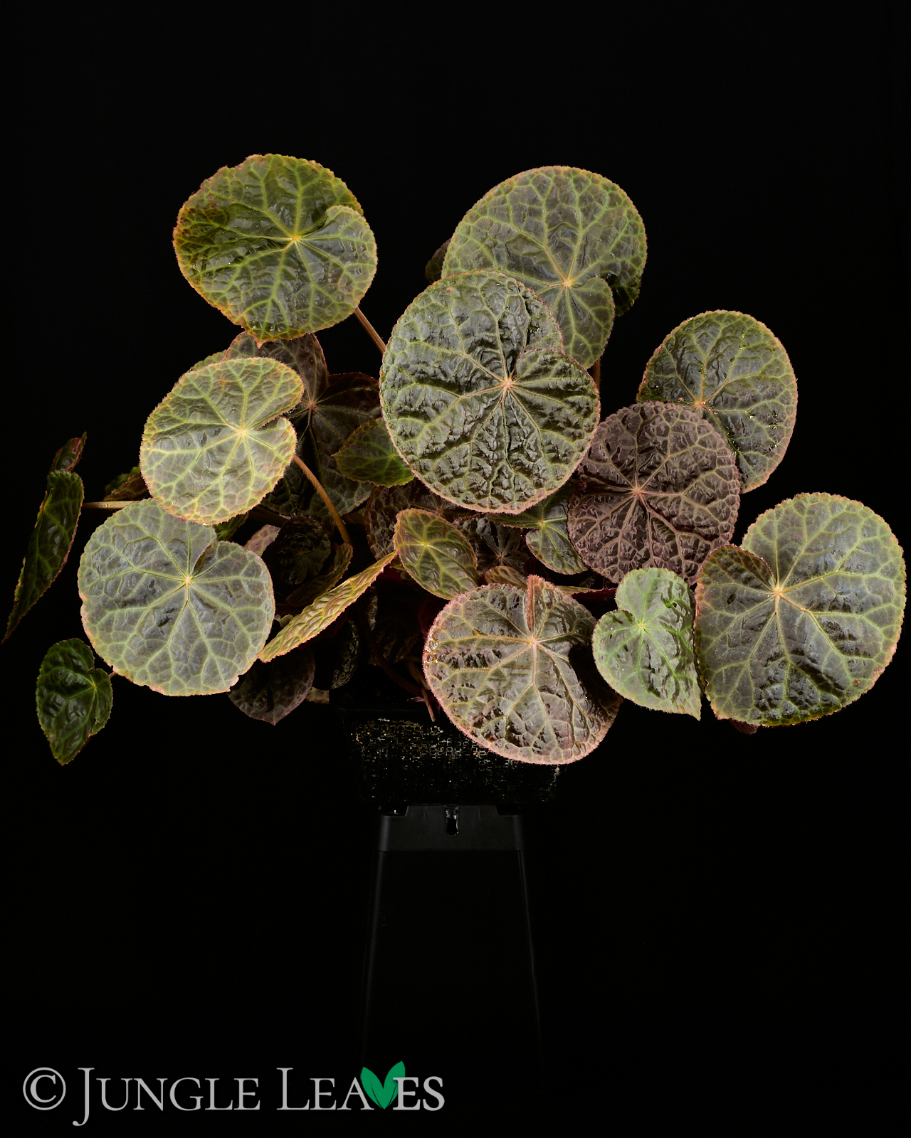 Begonia ‚Mumtaz‘ (rajah ✕ goegoensis) – Bild 5