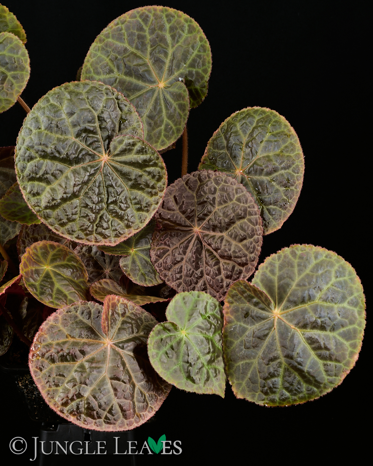 Begonia ‚Mumtaz‘ (rajah ✕ goegoensis)