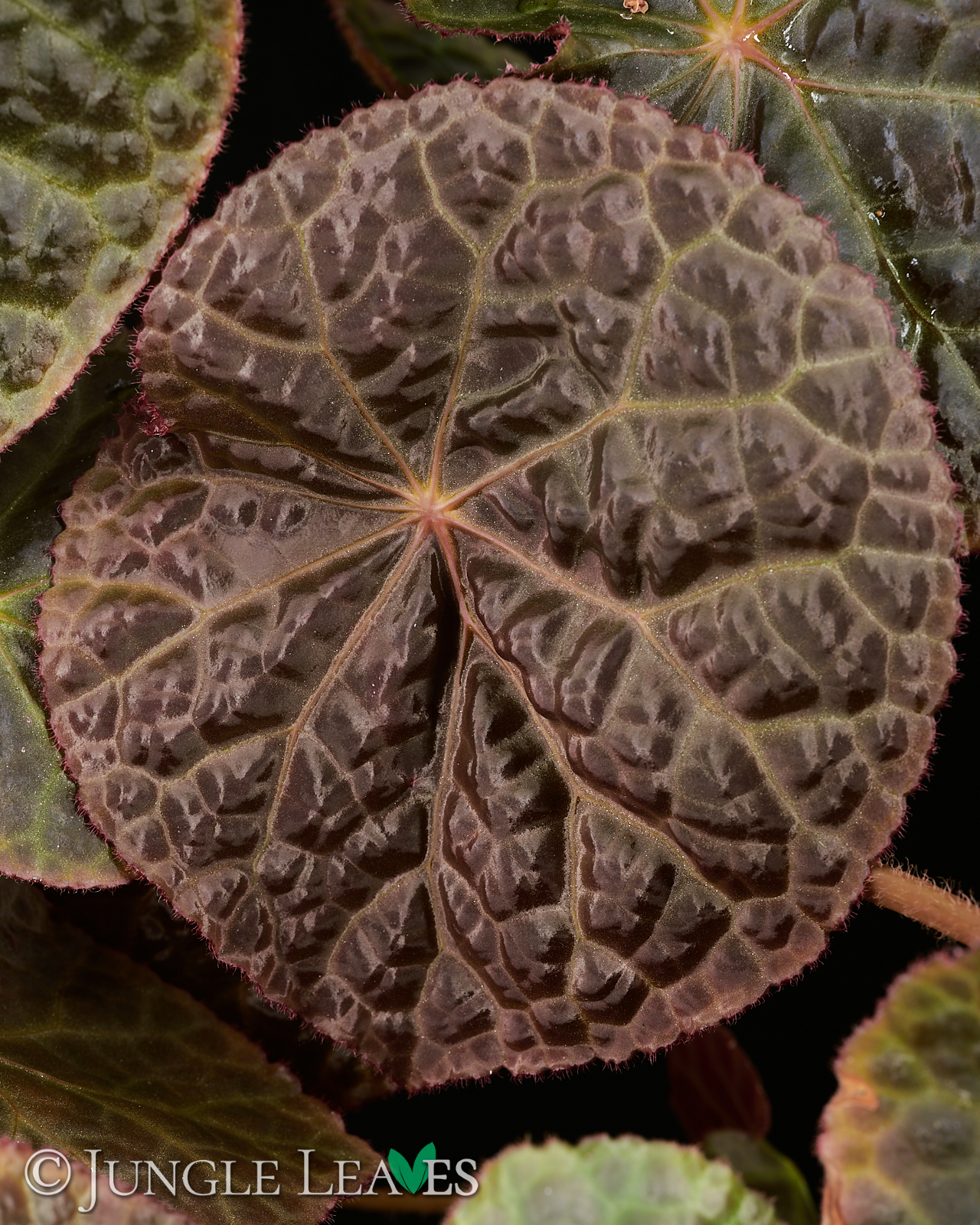 Begonia ‚Mumtaz‘ (rajah ✕ goegoensis) – Bild 2