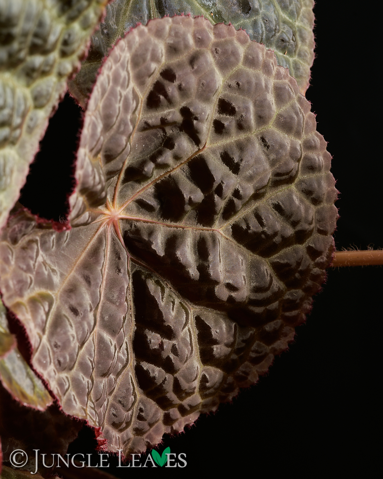 Begonia ‚Mumtaz‘ (rajah ✕ goegoensis) – Bild 3