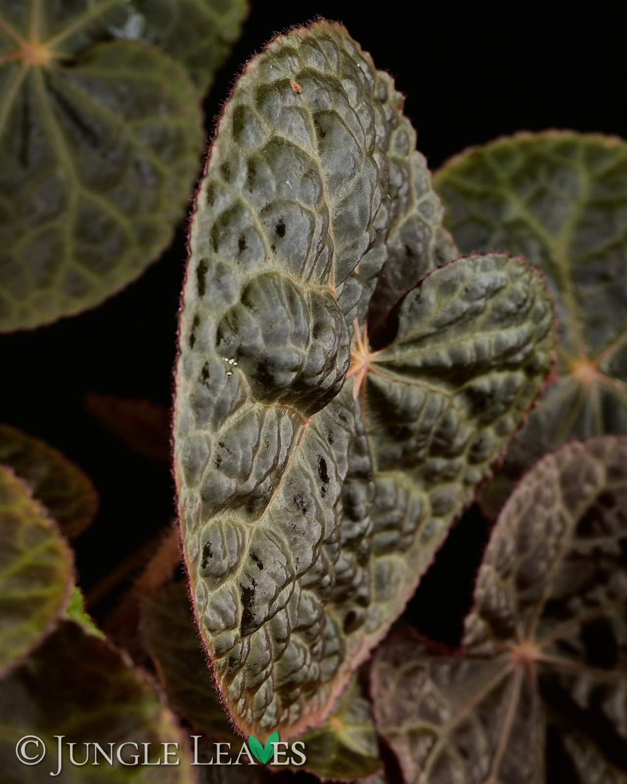 Begonia ‚Mumtaz‘ (rajah ✕ goegoensis) – Bild 6