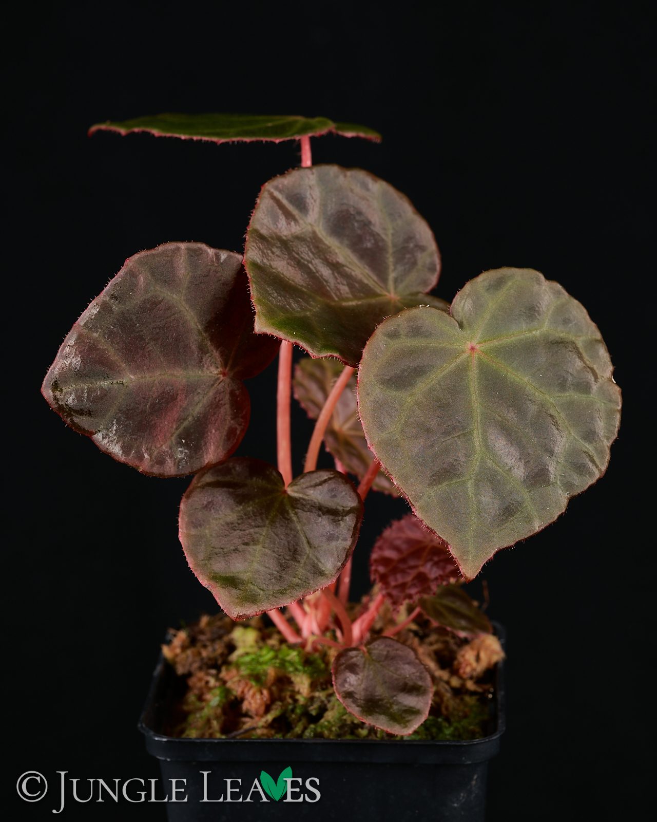 Begonia ‚Mumtaz‘ (rajah ✕ goegoensis) – Bild 4