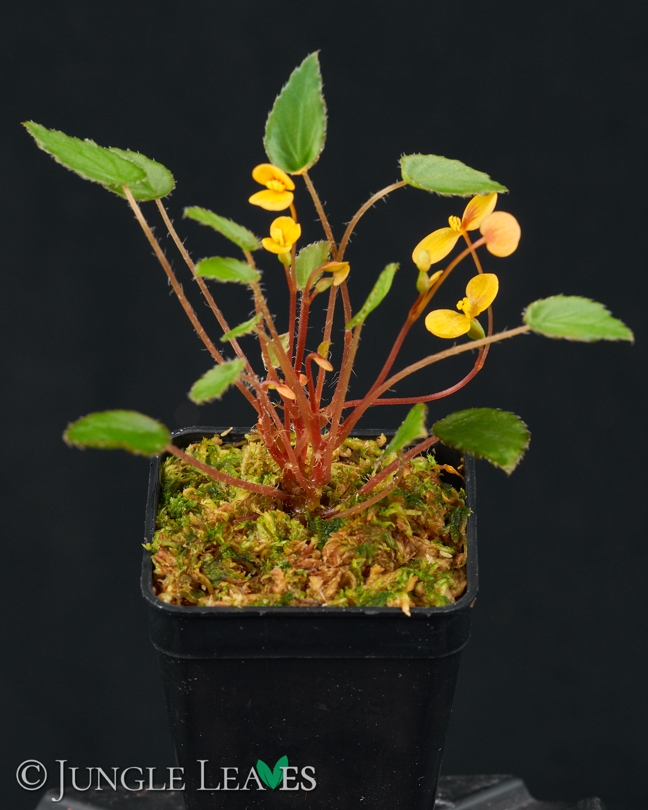 Begonia vankerckhovenii