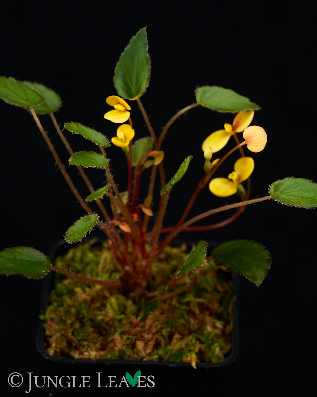 Begonia vankerckhovenii – Bild 7