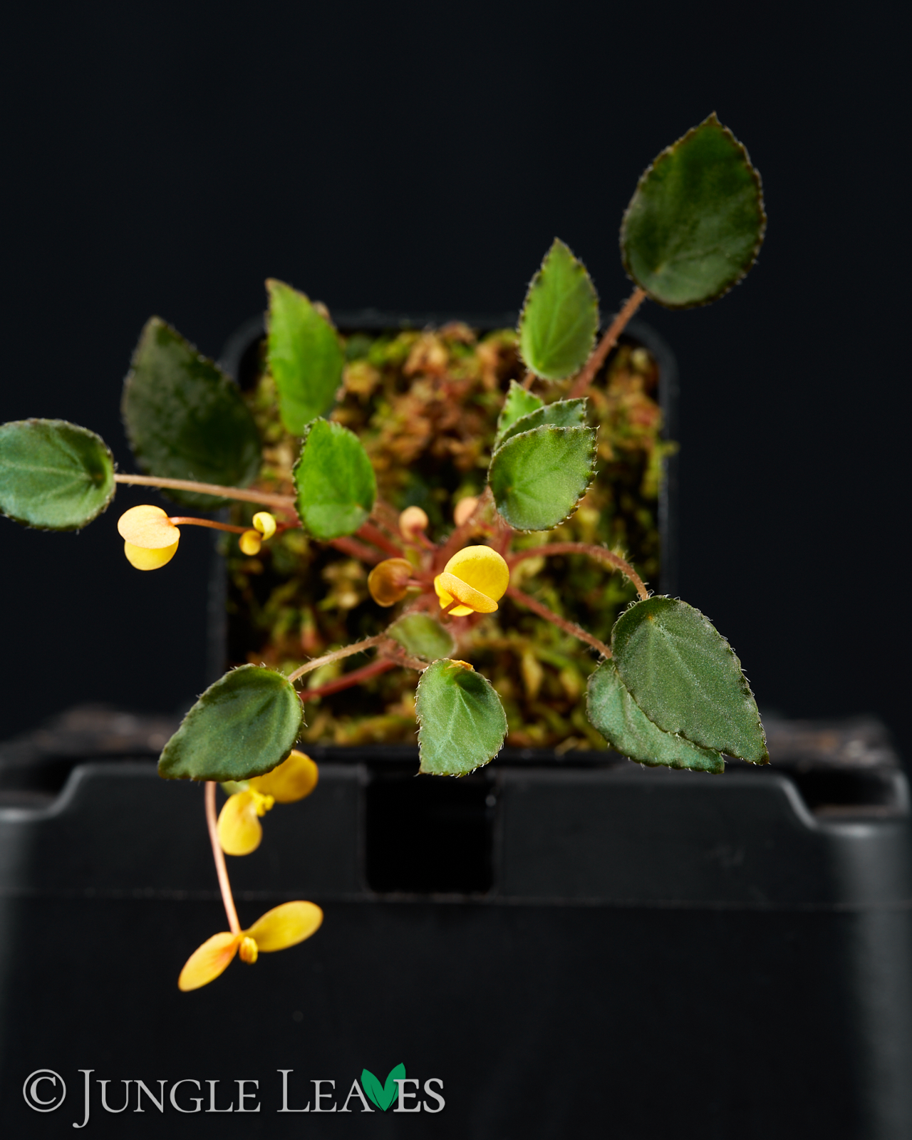 Begonia vankerckhovenii – Bild 5
