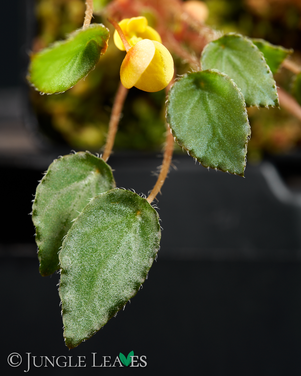 Begonia vankerckhovenii – Bild 3