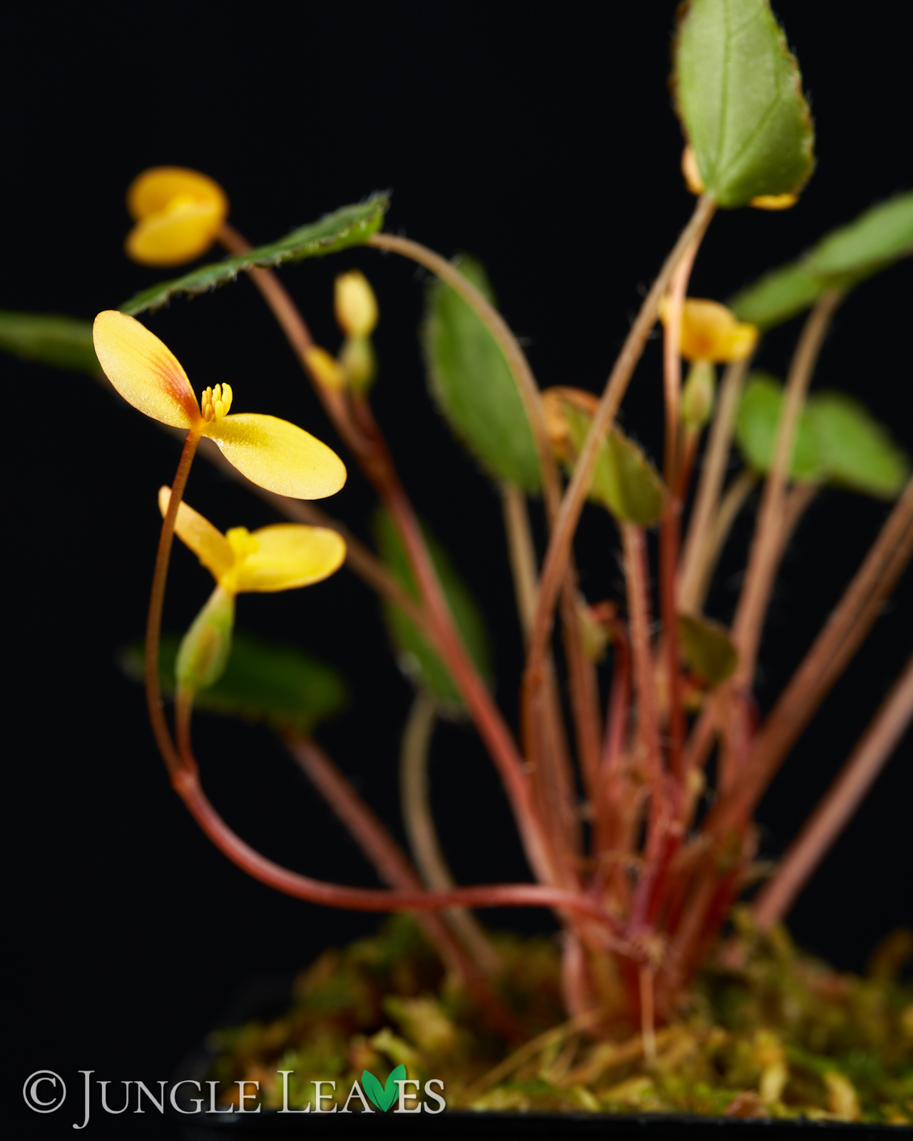 Begonia vankerckhovenii – Bild 4