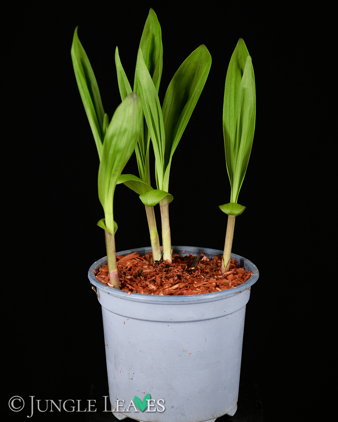 Bletilla sp. (Gartenorchidee) – verschiedene Farben
