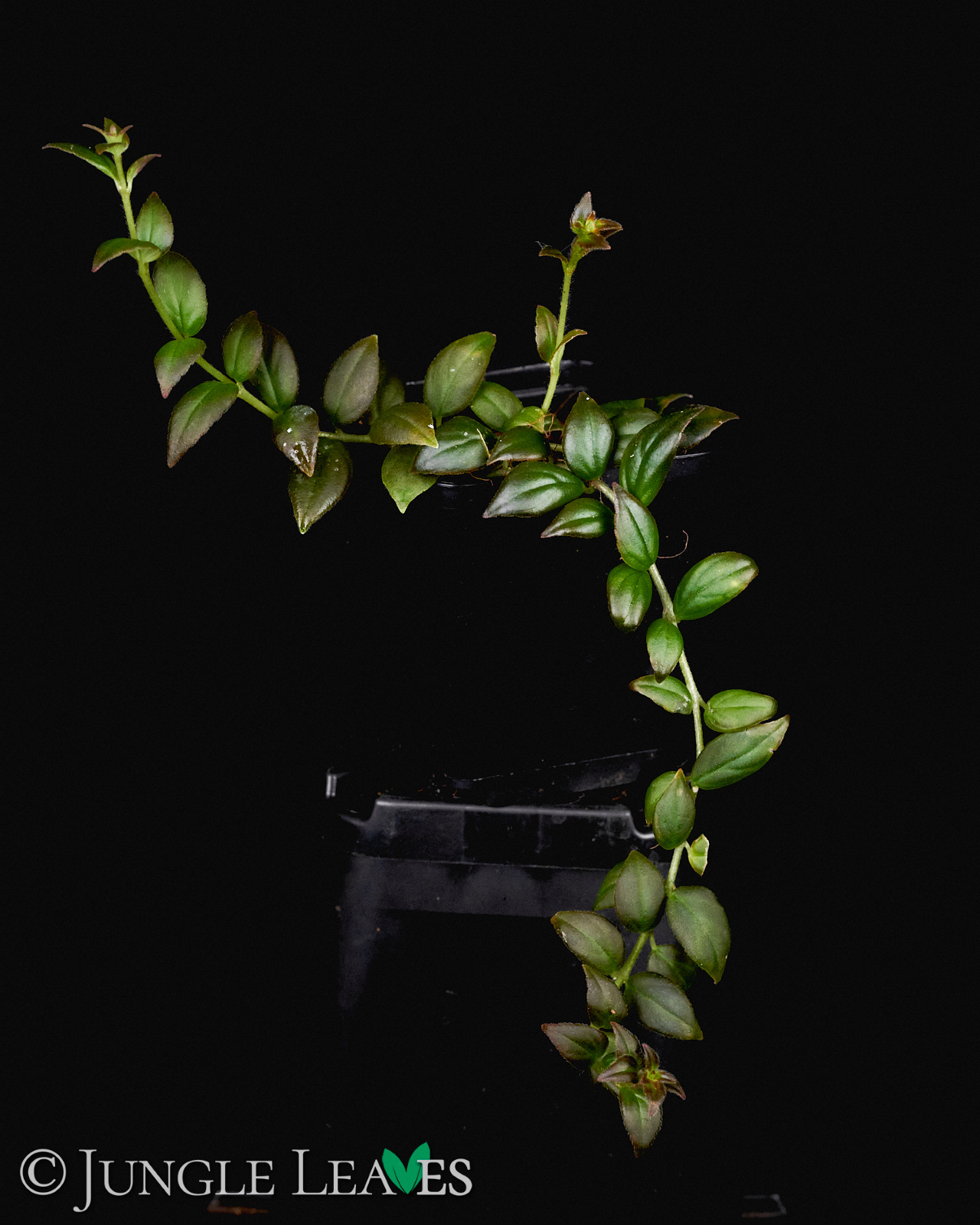 Columnea x banksii ‚Carnival‘ – Bild 4