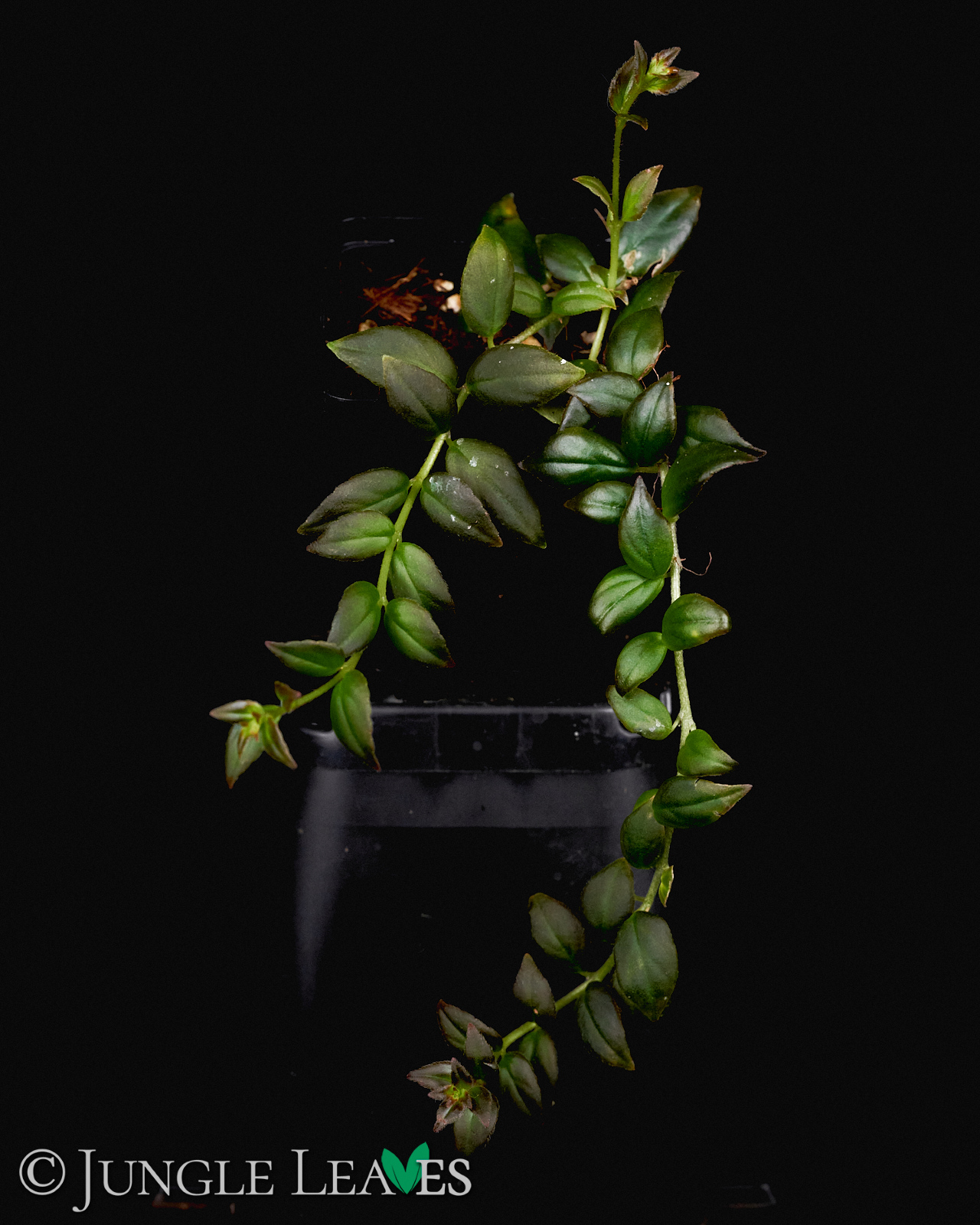 Columnea x banksii ‚Carnival‘ – Bild 2