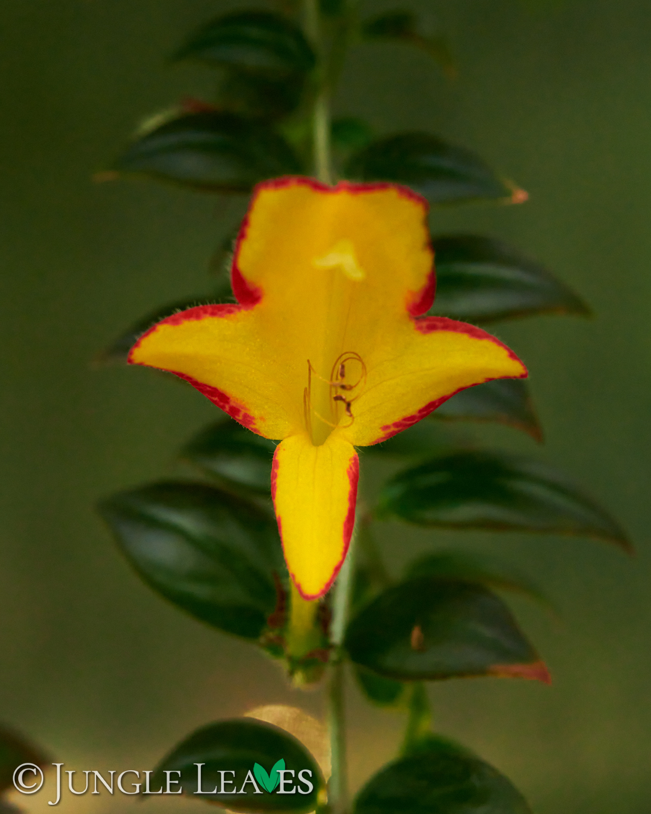 Columnea x banksii ‚Carnival‘ – Bild 3