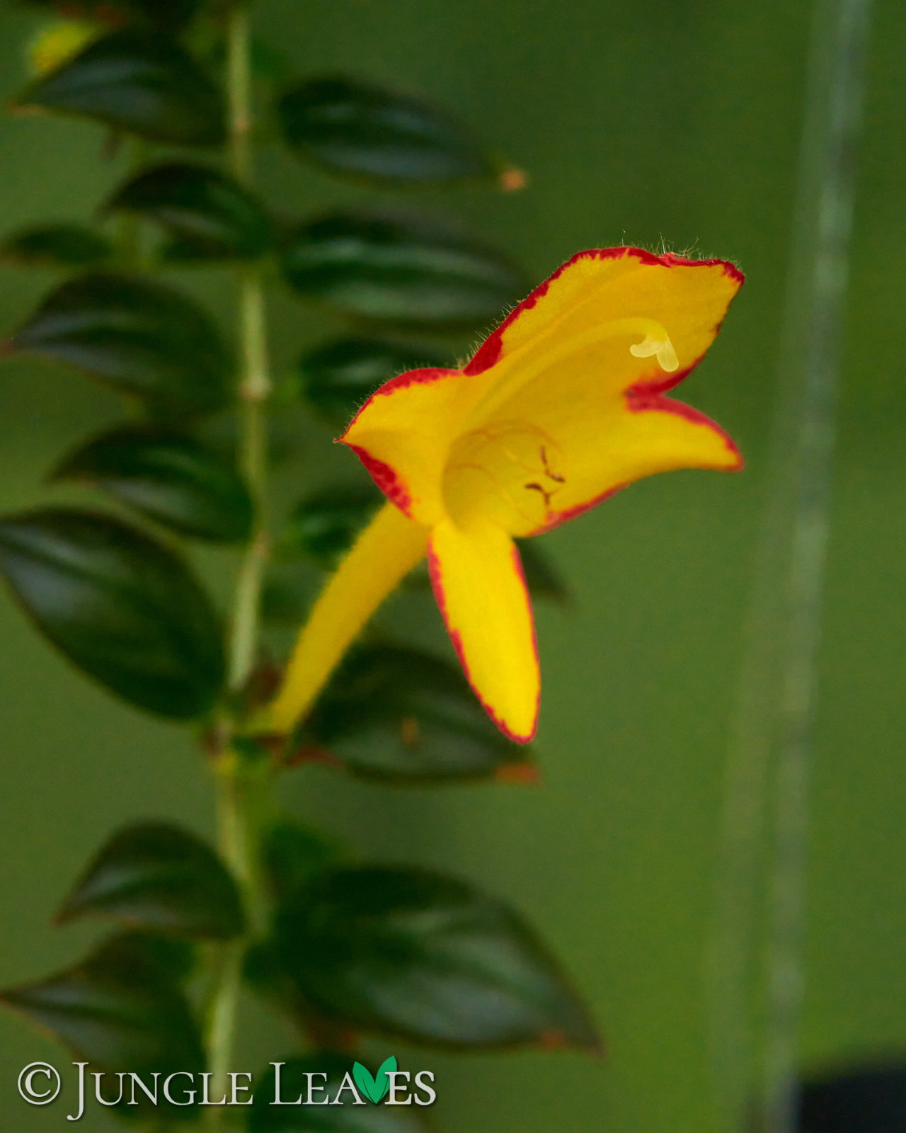 Columnea x banksii ‚Carnival‘