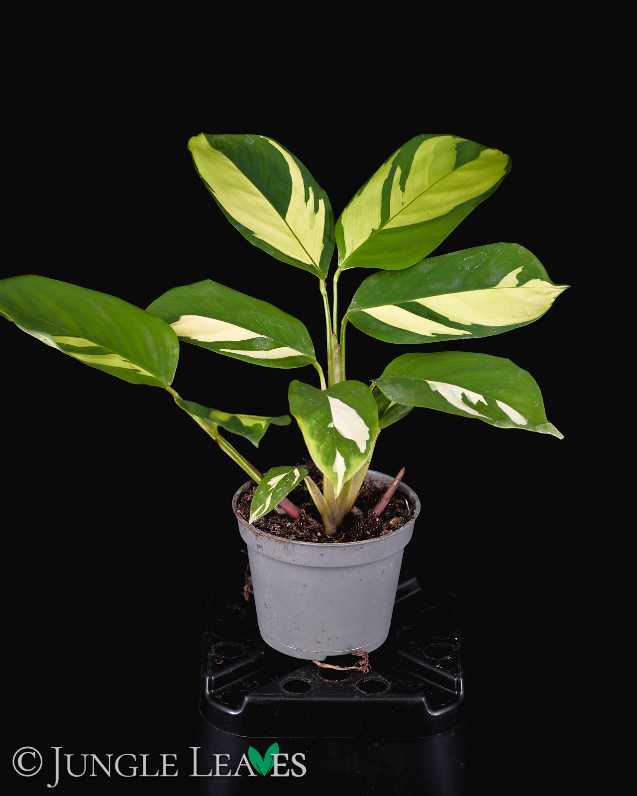 Ctenanthe pilosa ‚Golden Mosaic‘ – Bild 2