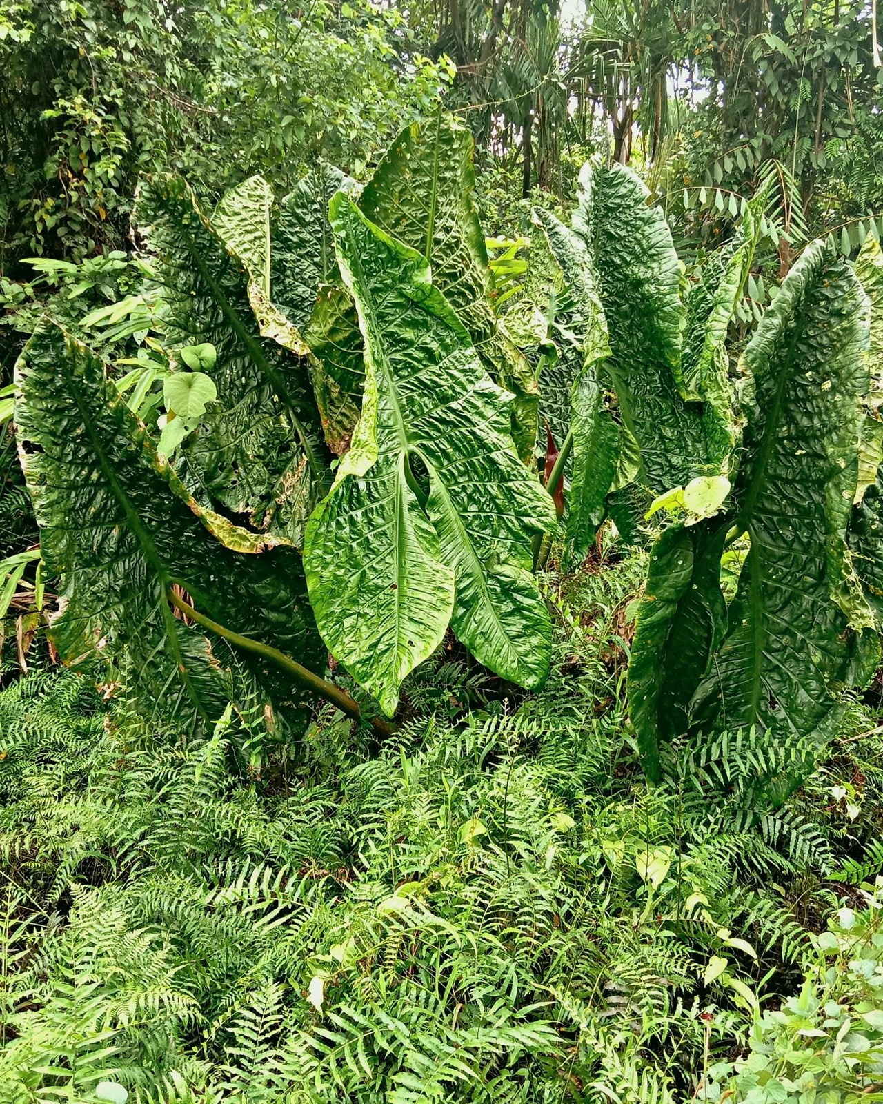 Cyrtosperma cf. giganteum