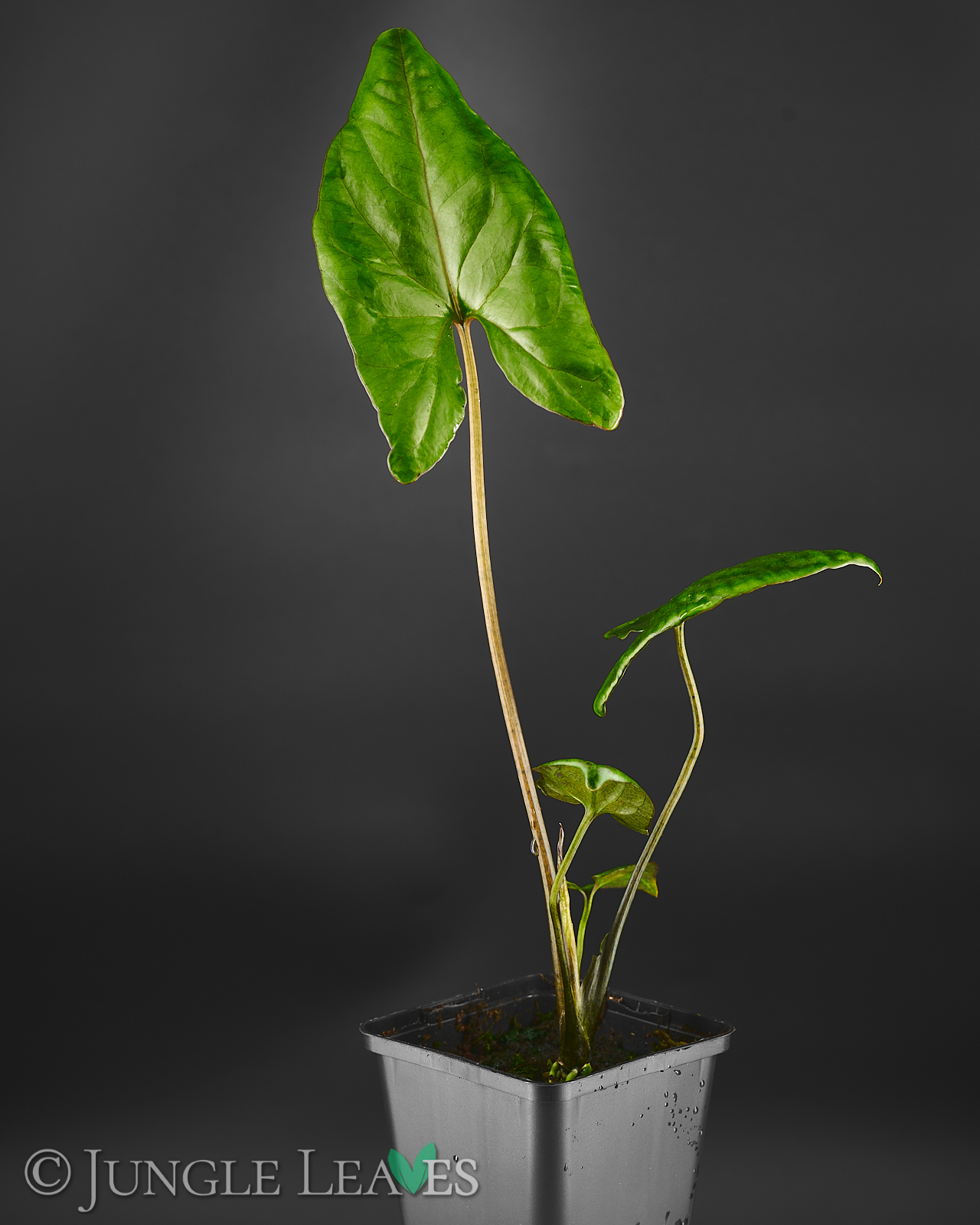 Cyrtosperma cf. giganteum – Bild 2