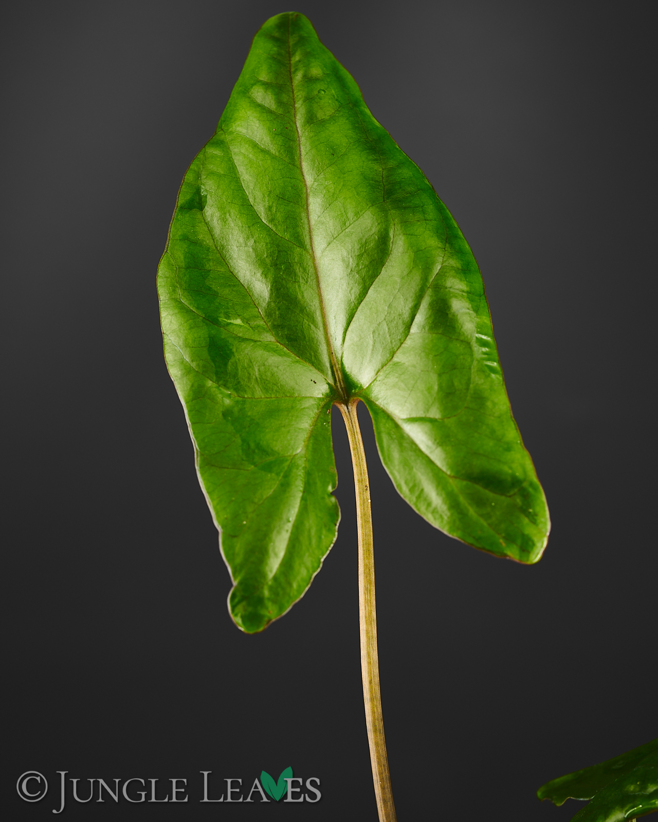 Cyrtosperma cf. giganteum – Bild 3